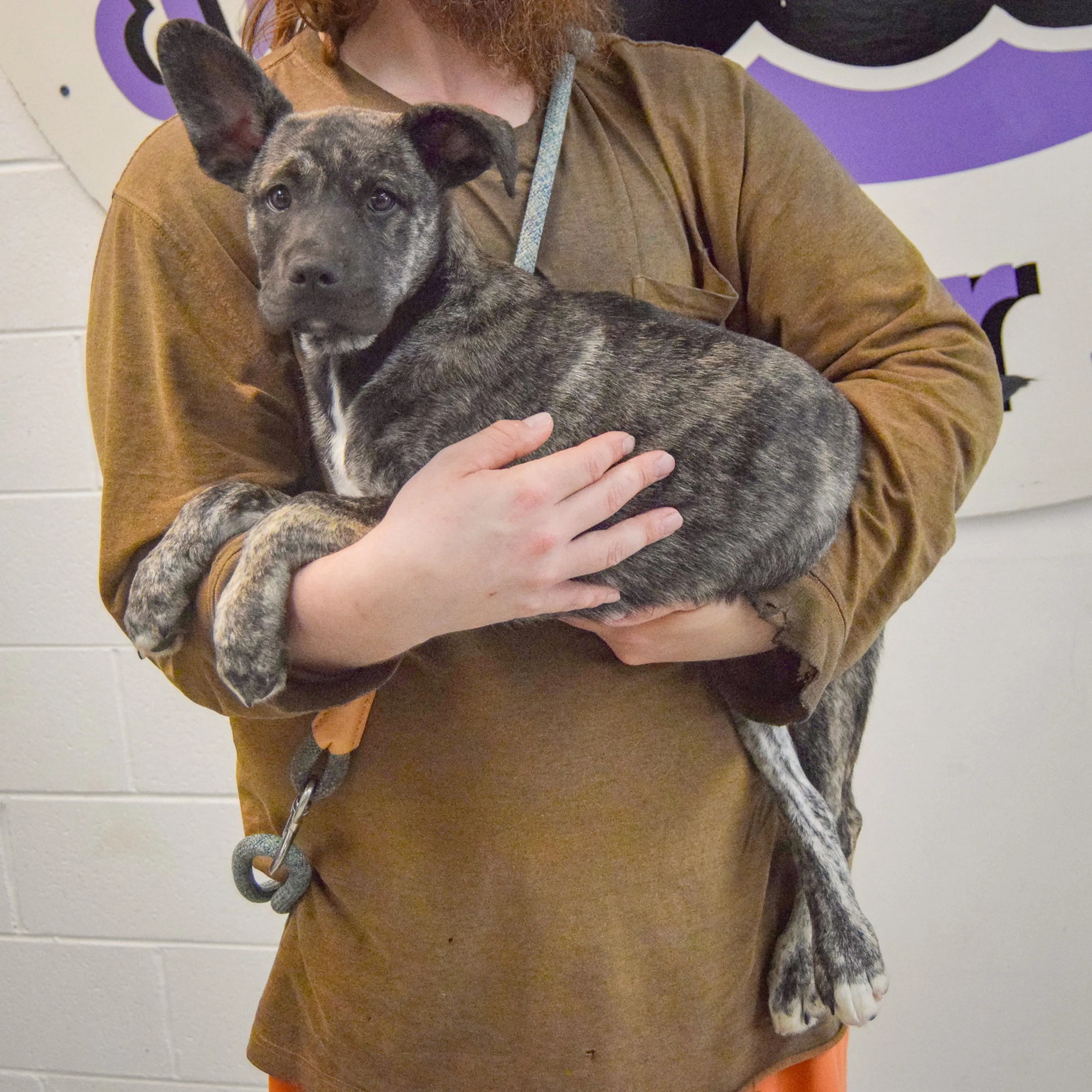 Found pet-1