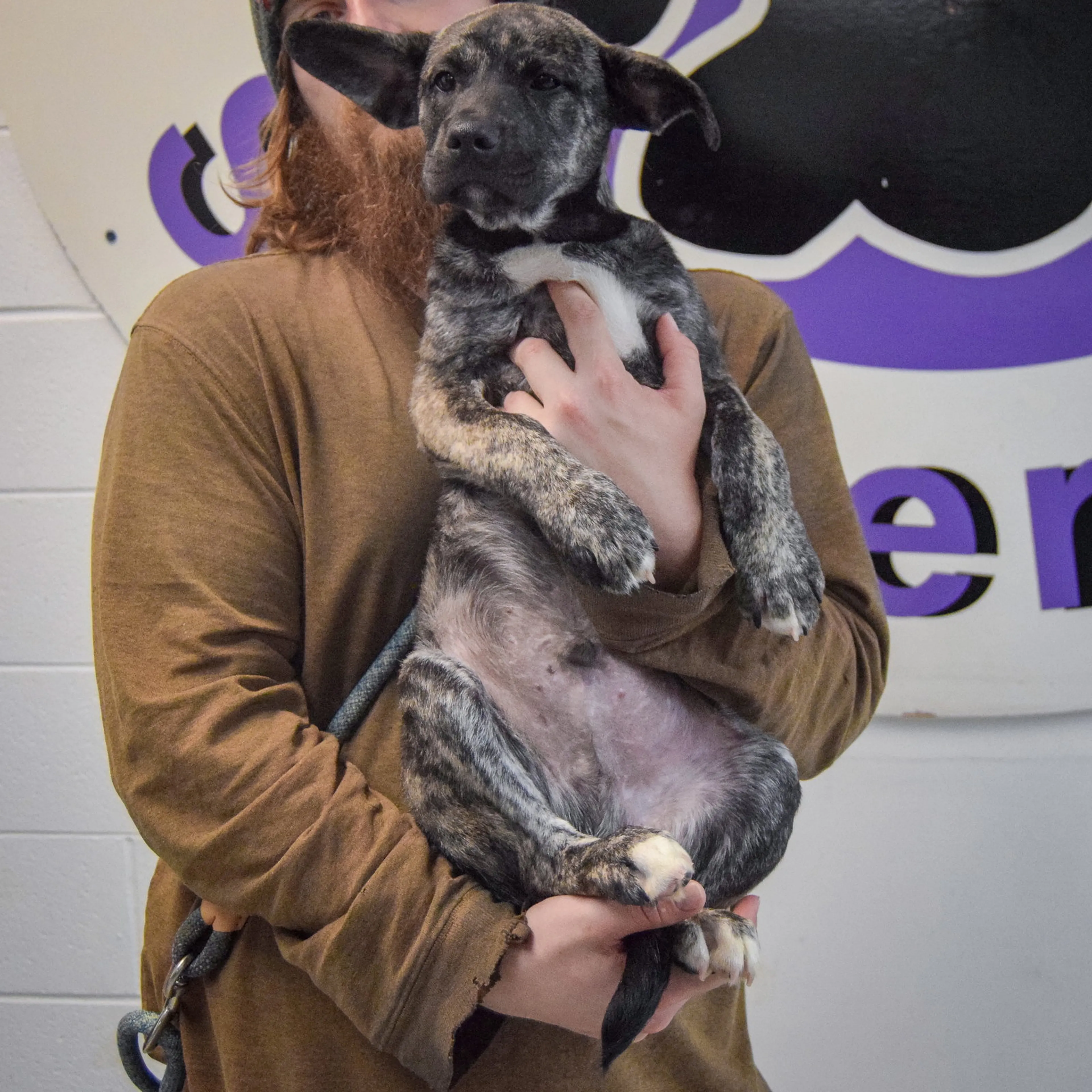 Found pet-3