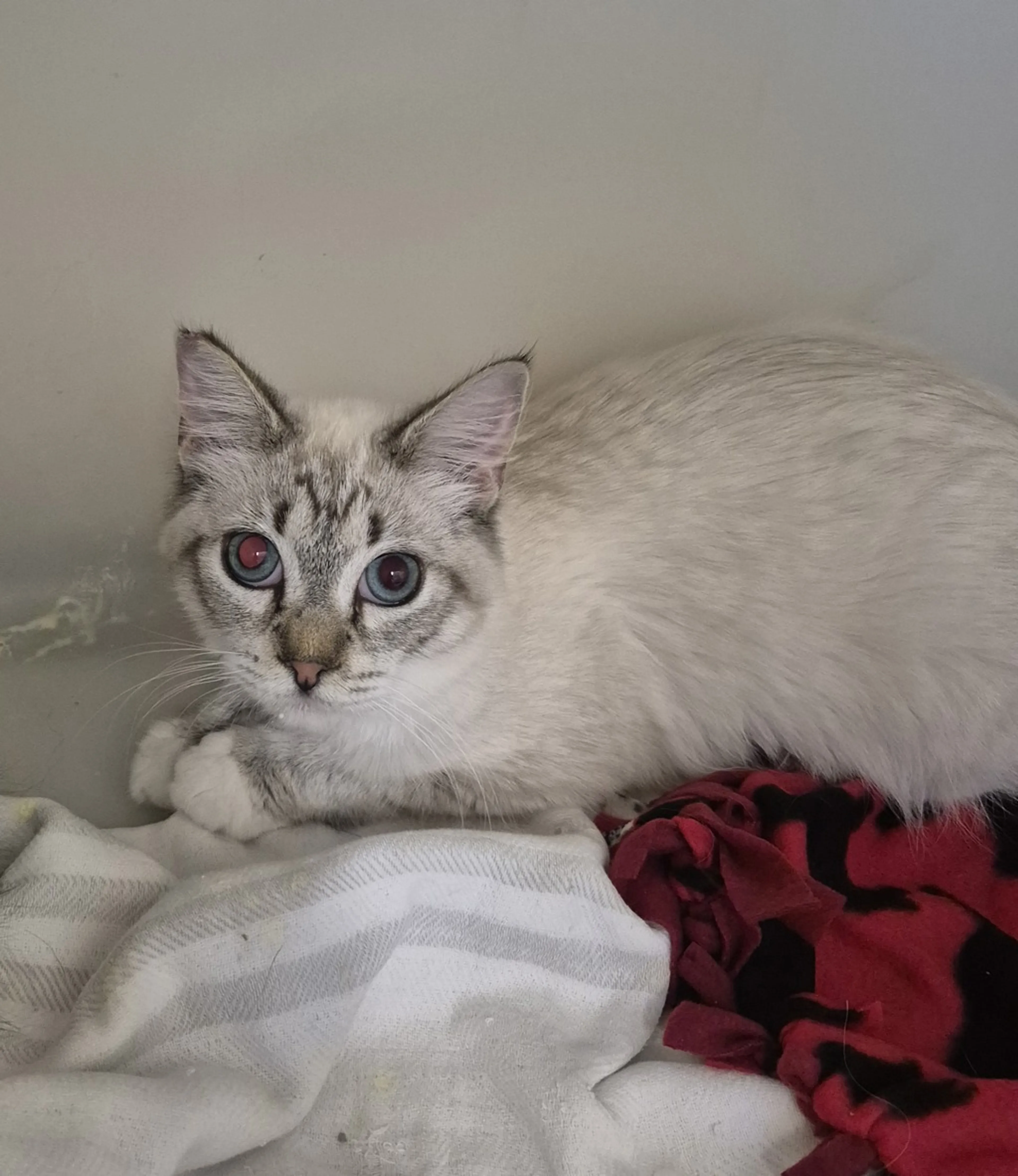 Found pet