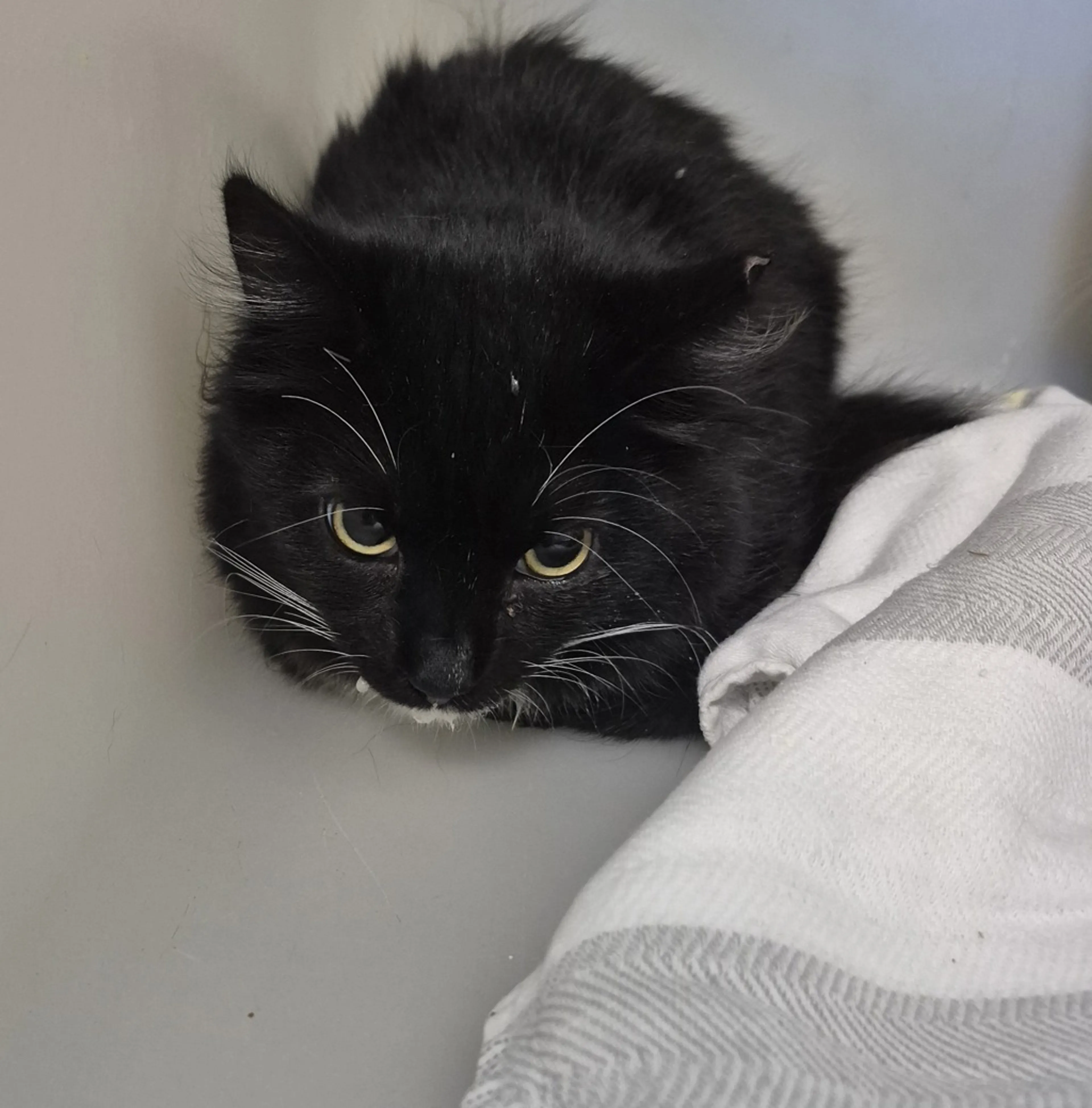 Found pet
