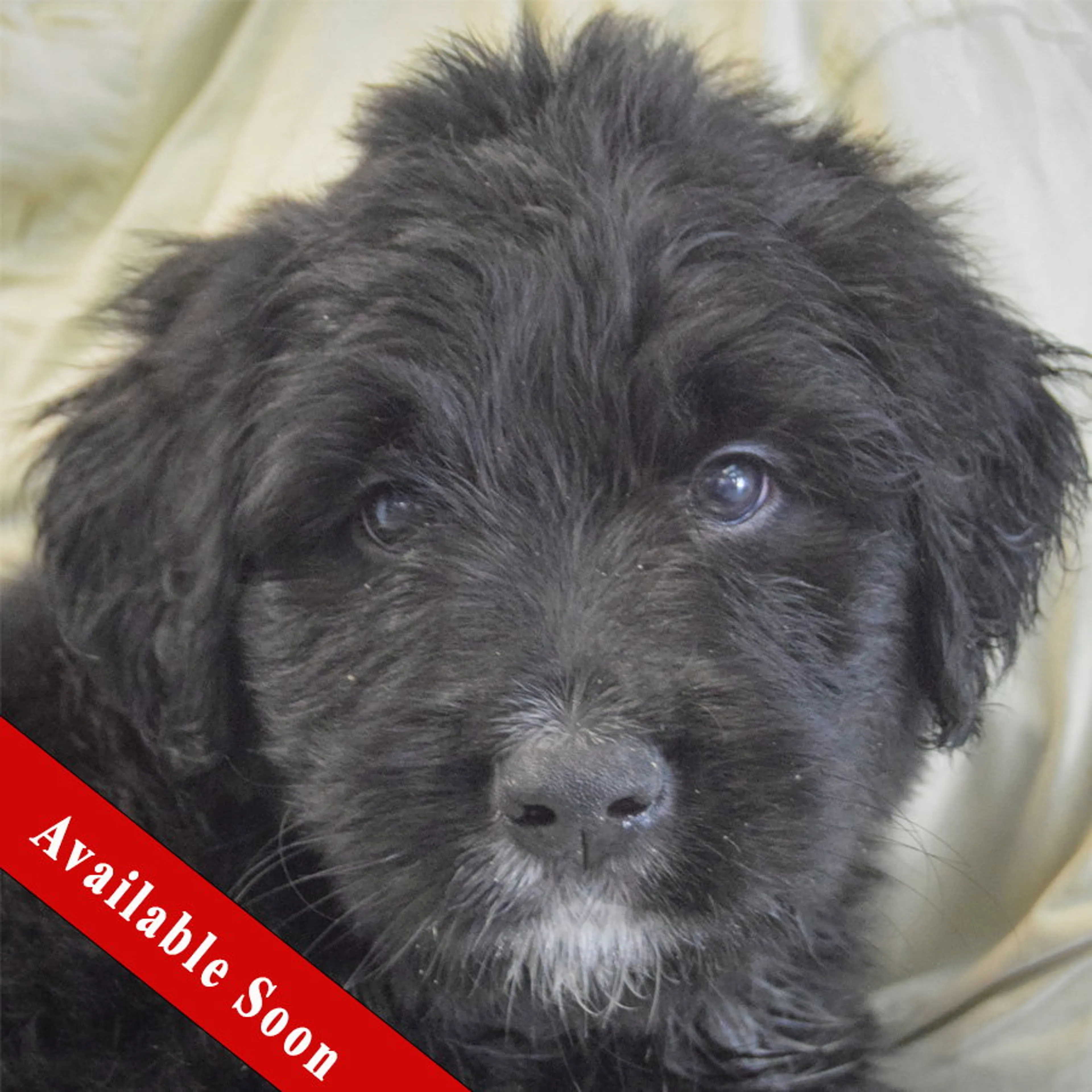 Found pet-0