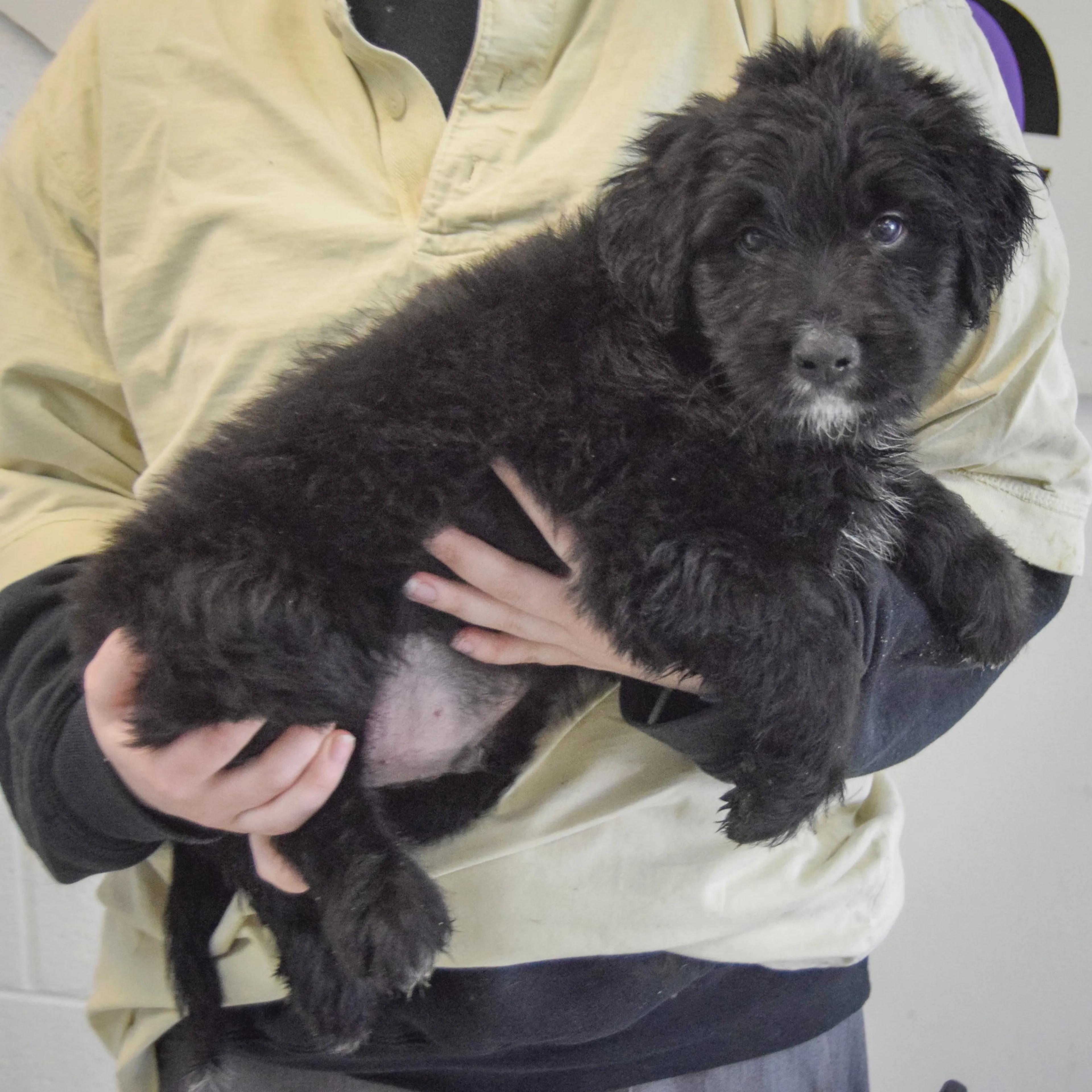 Found pet-1