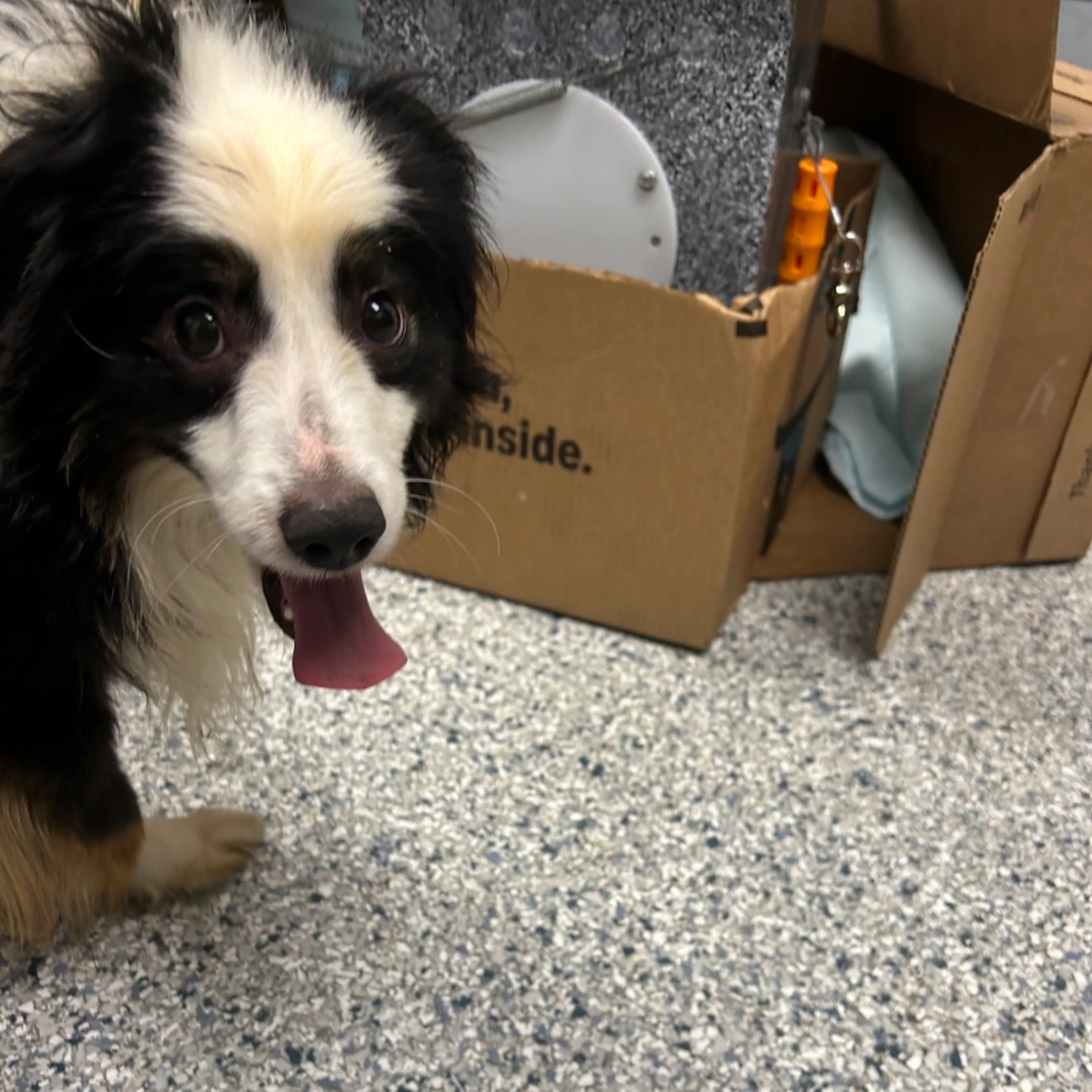 Found pet