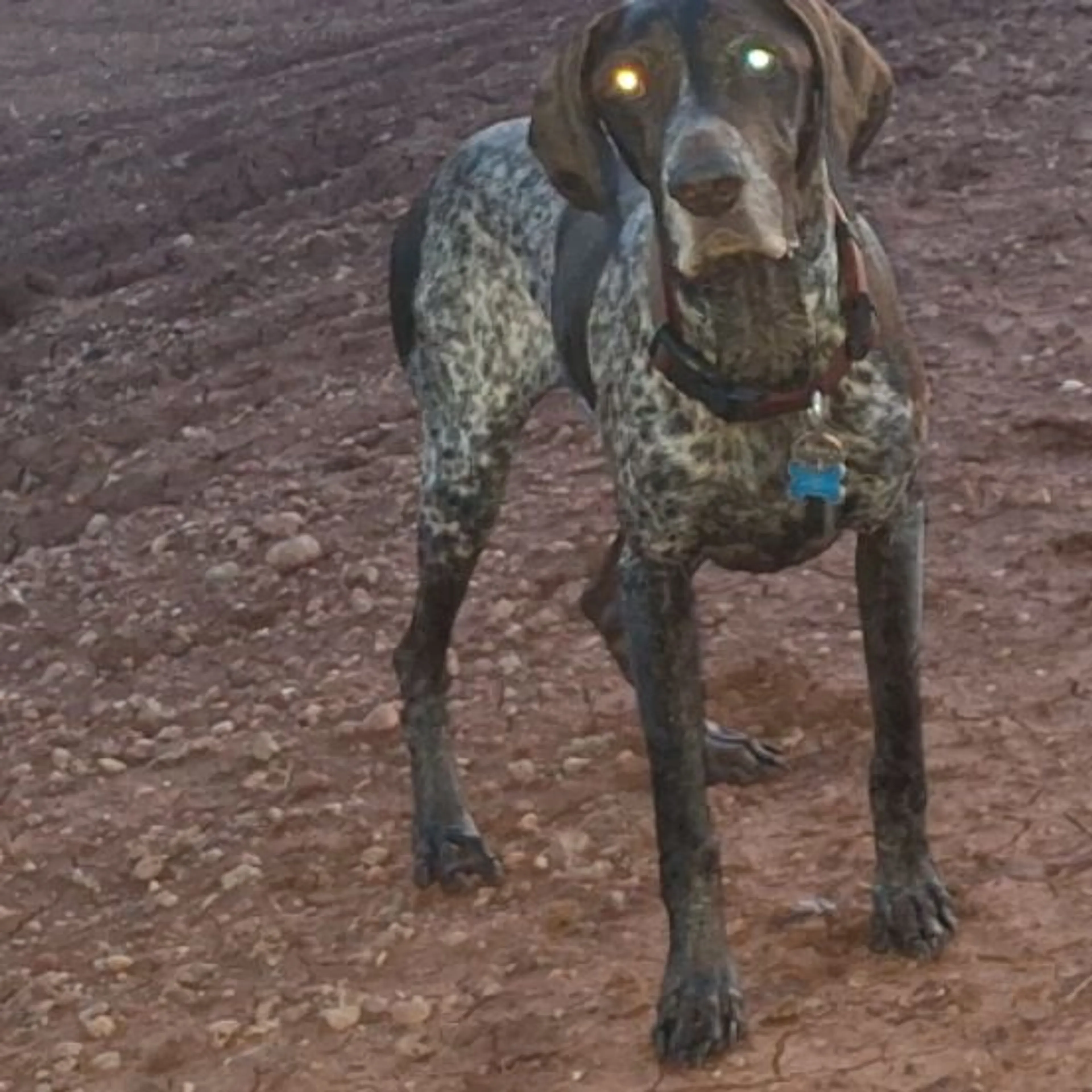 Lost pet