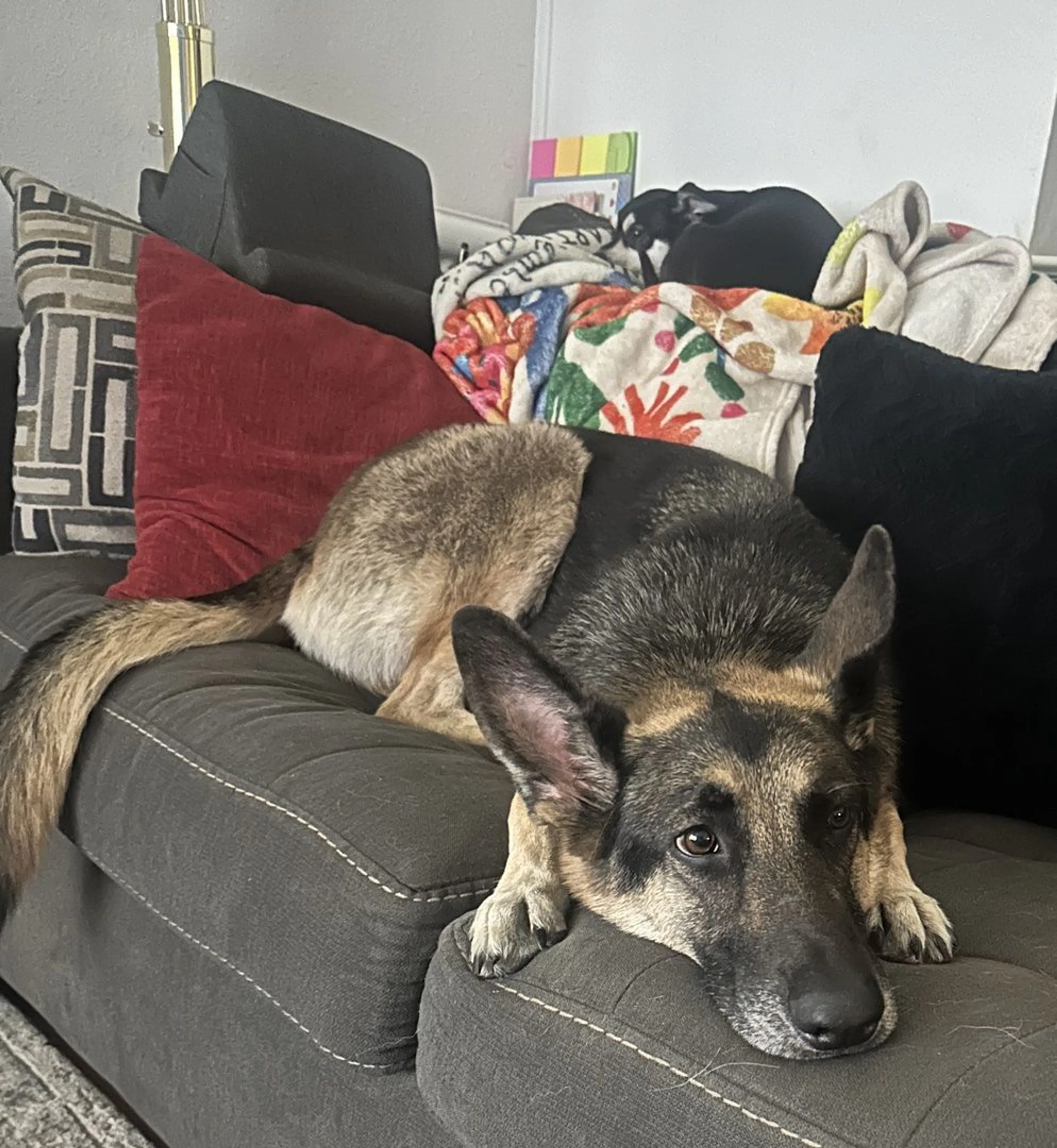 Lost pet