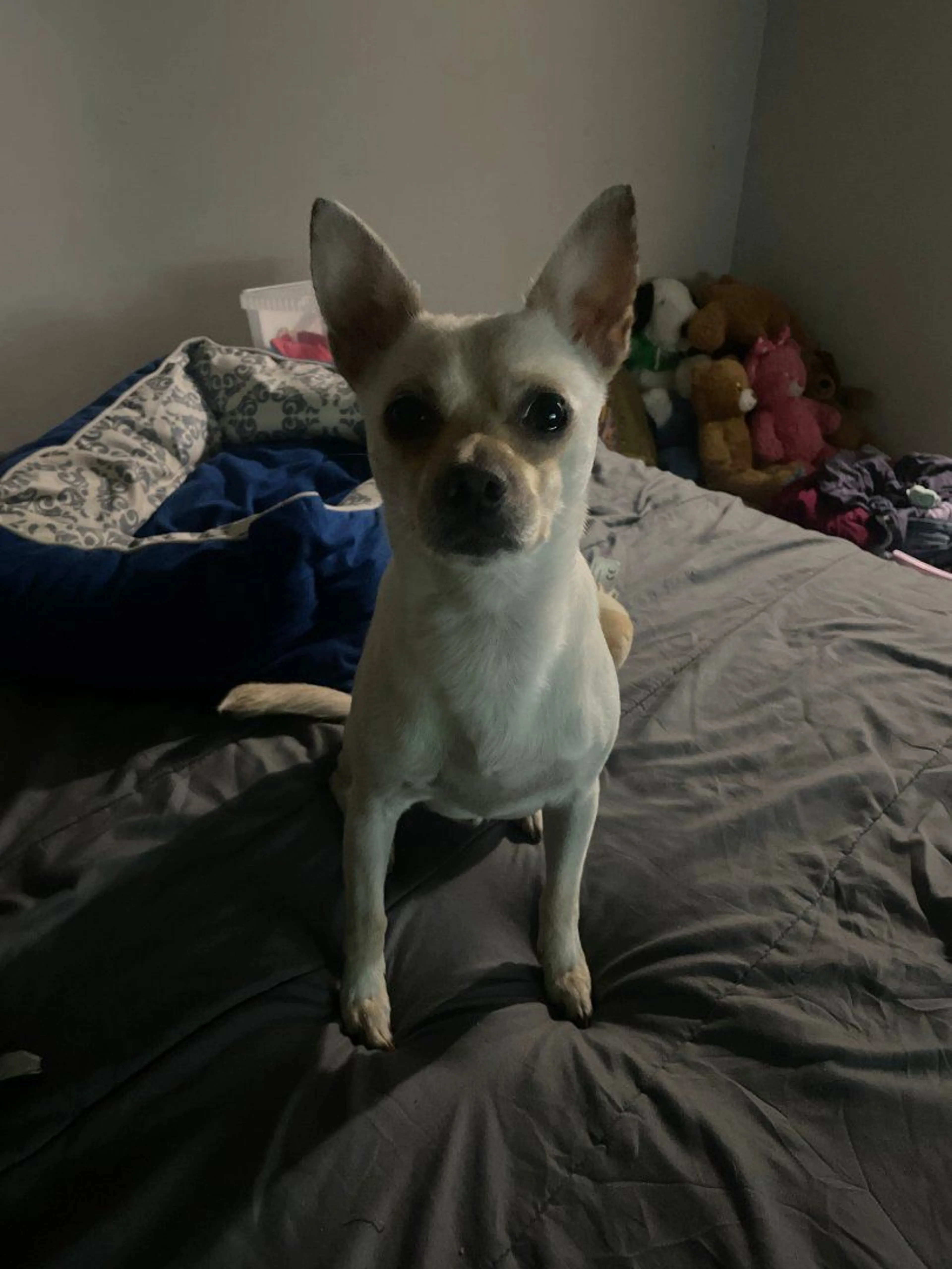 Lost pet-2