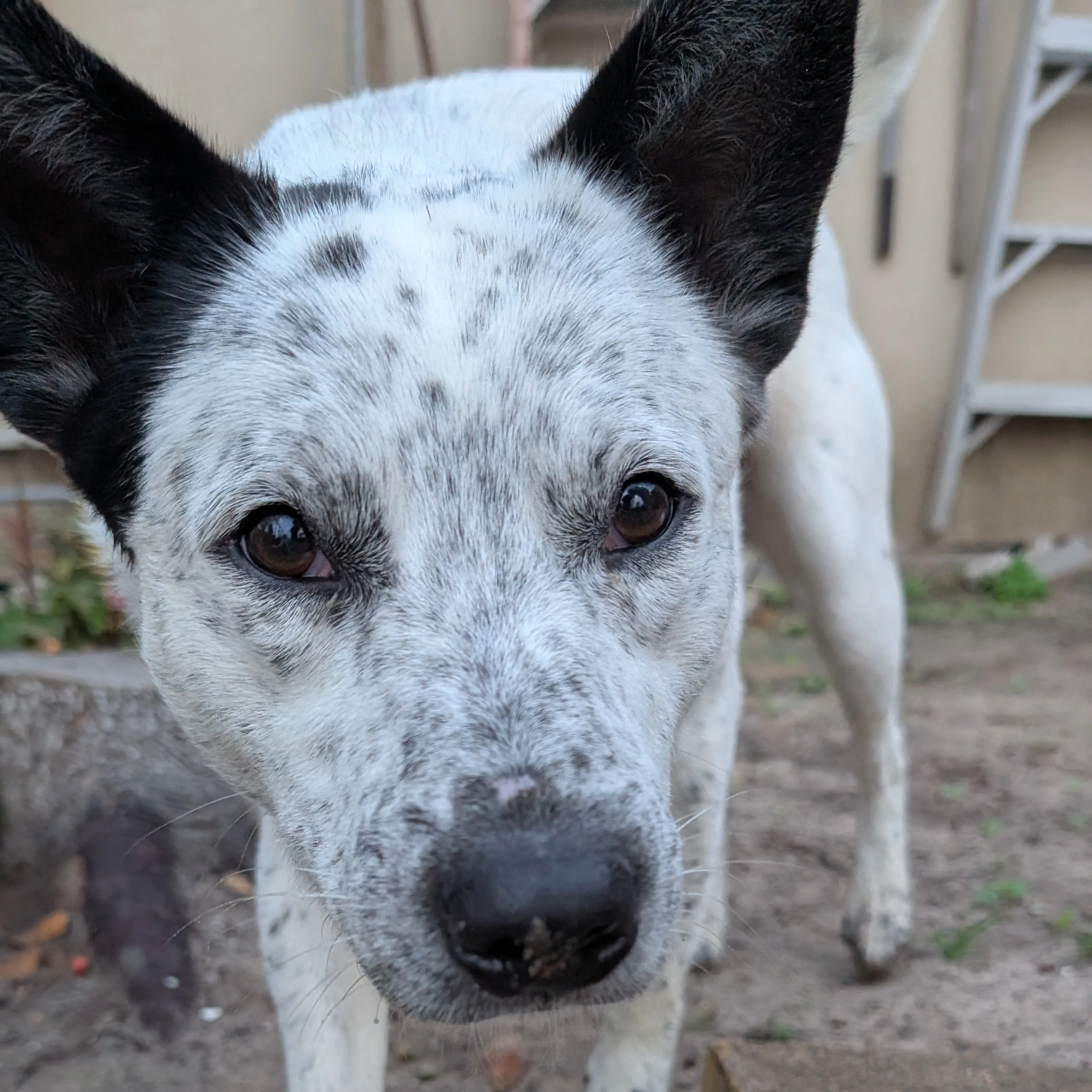 Found pet-1