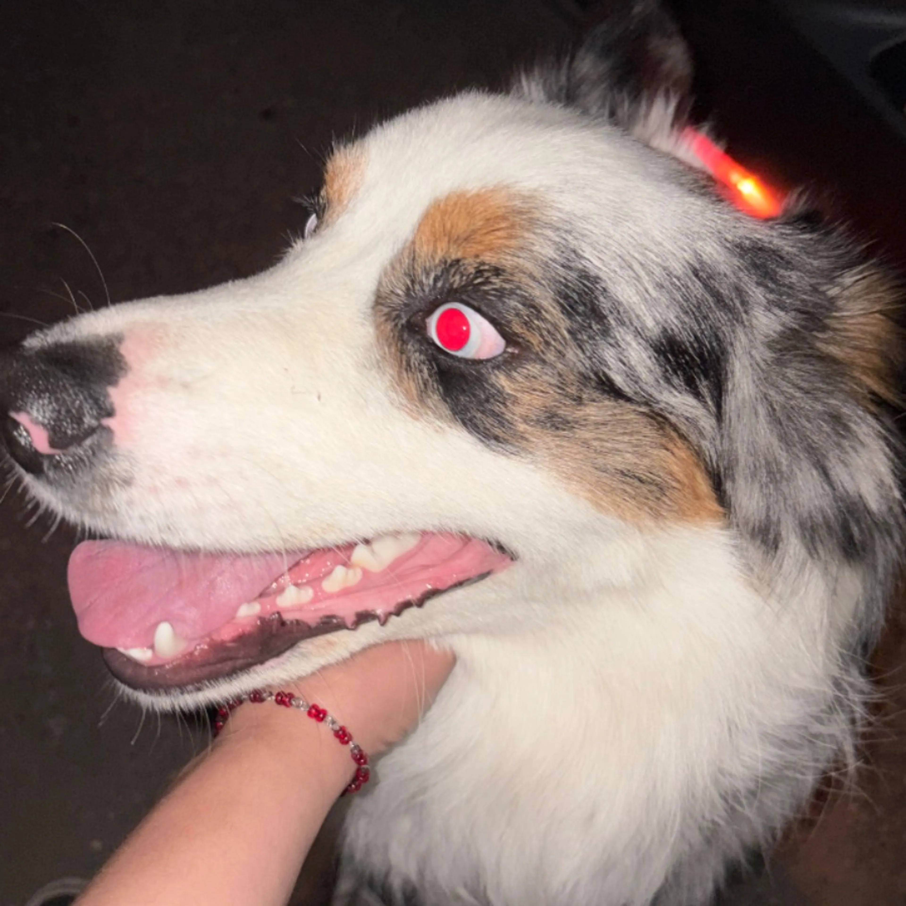 Found pet