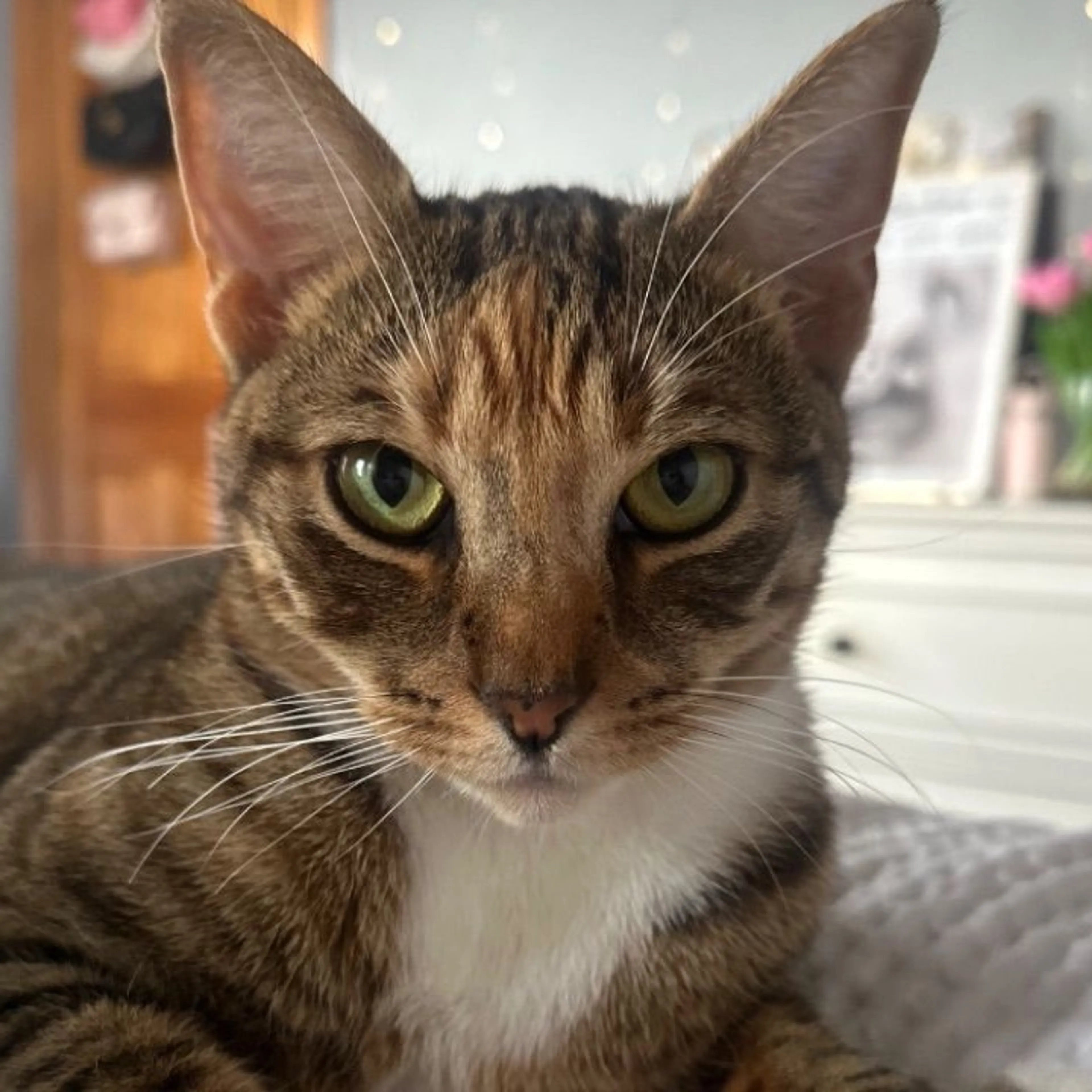Lost pet-0