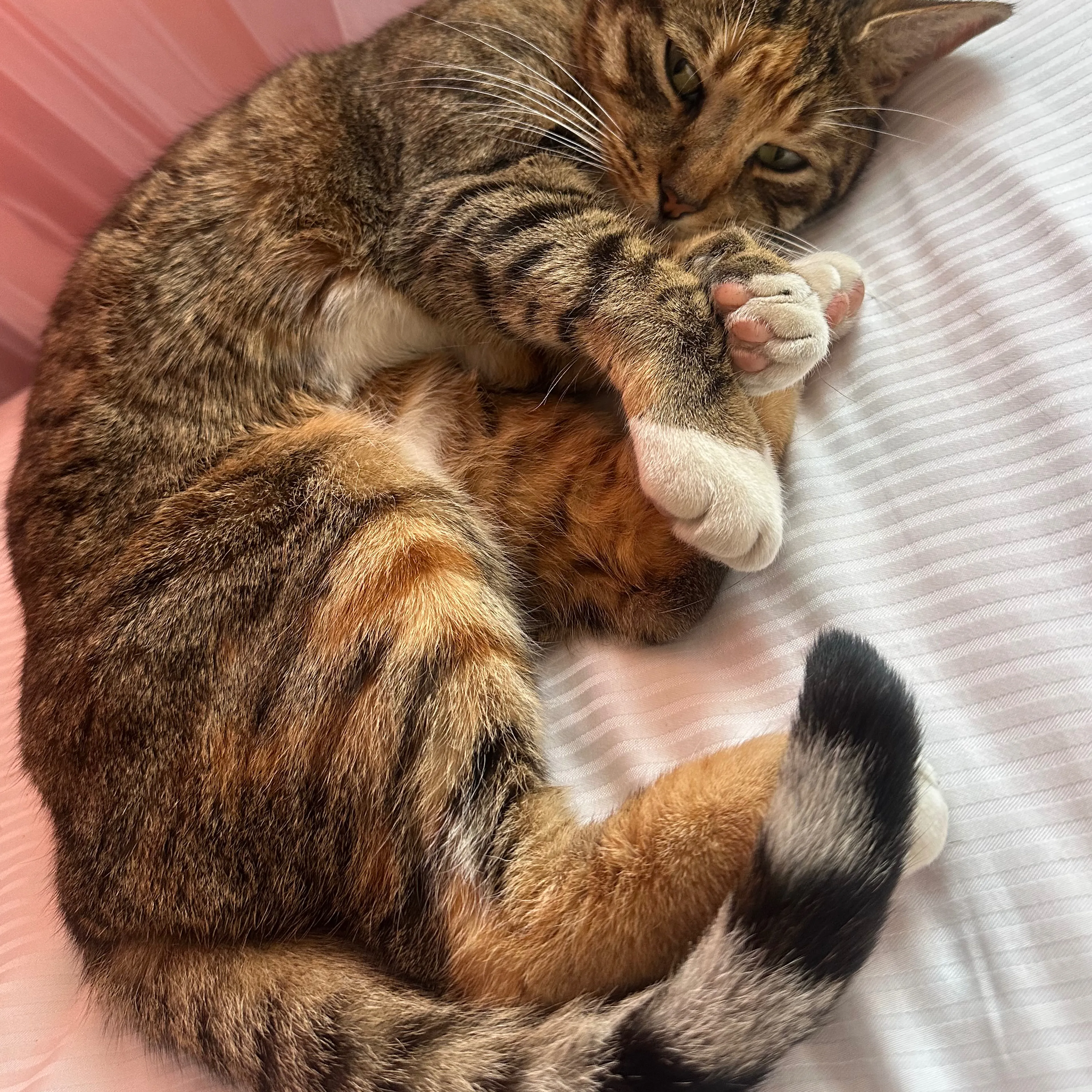 Lost pet-2