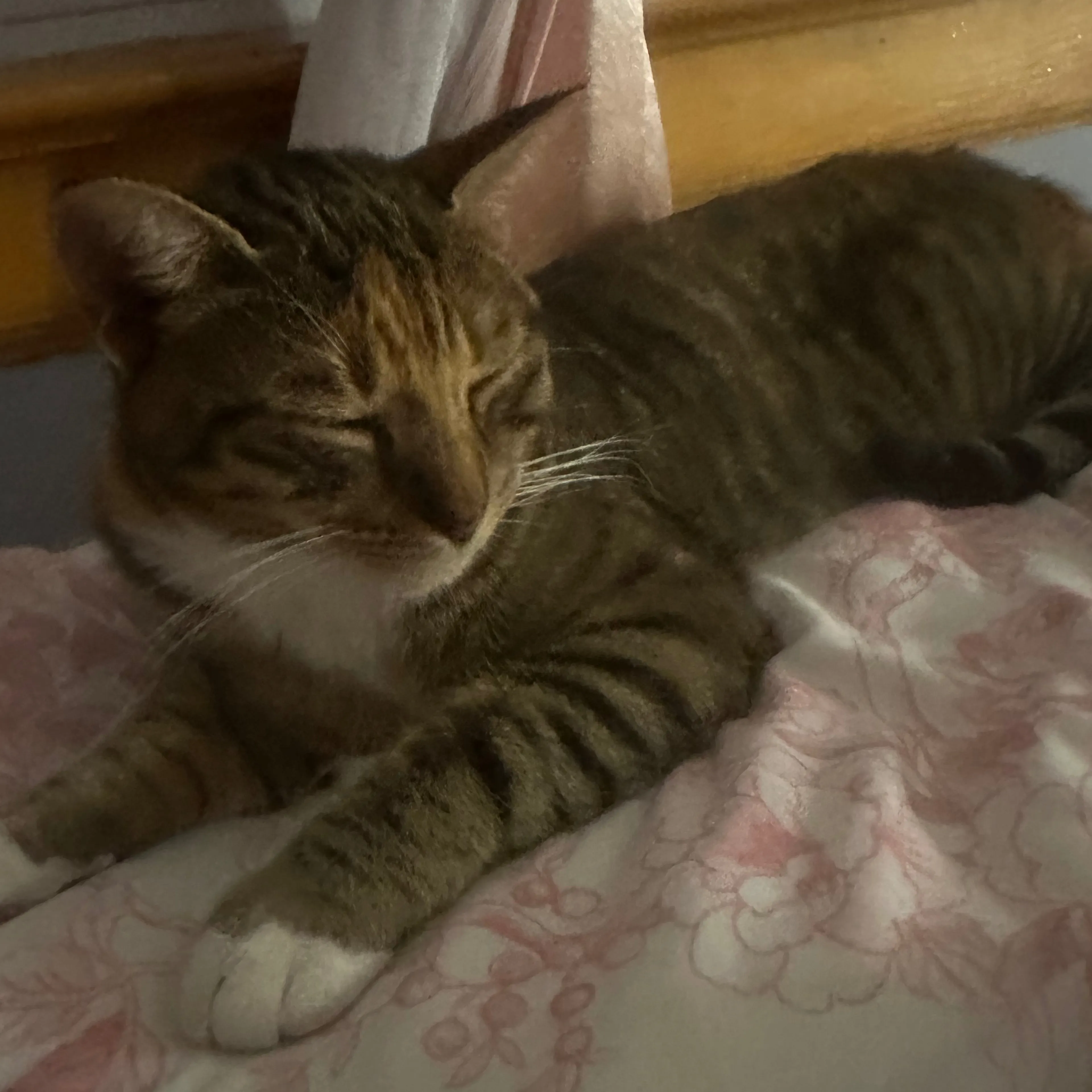 Lost pet-1