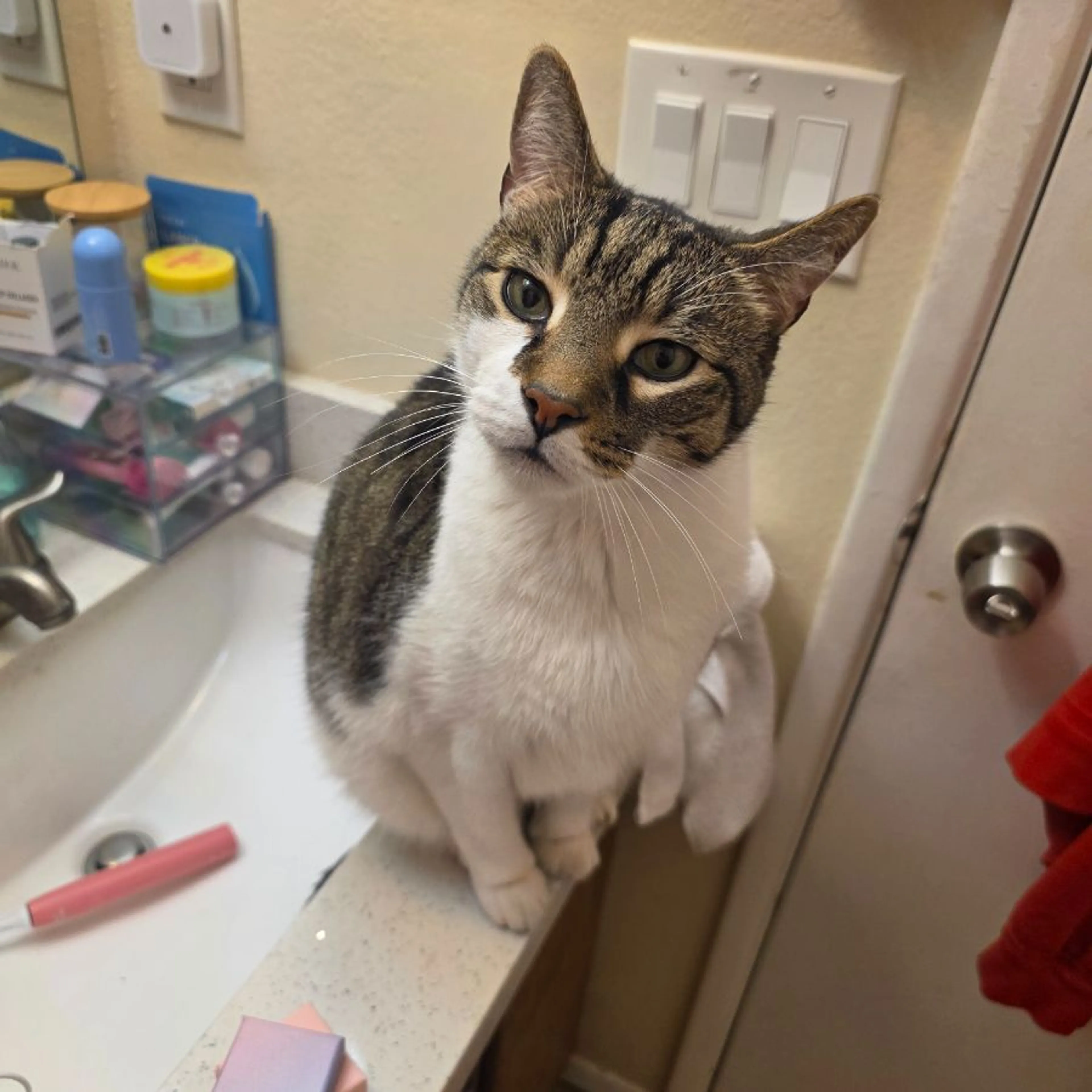 Found pet