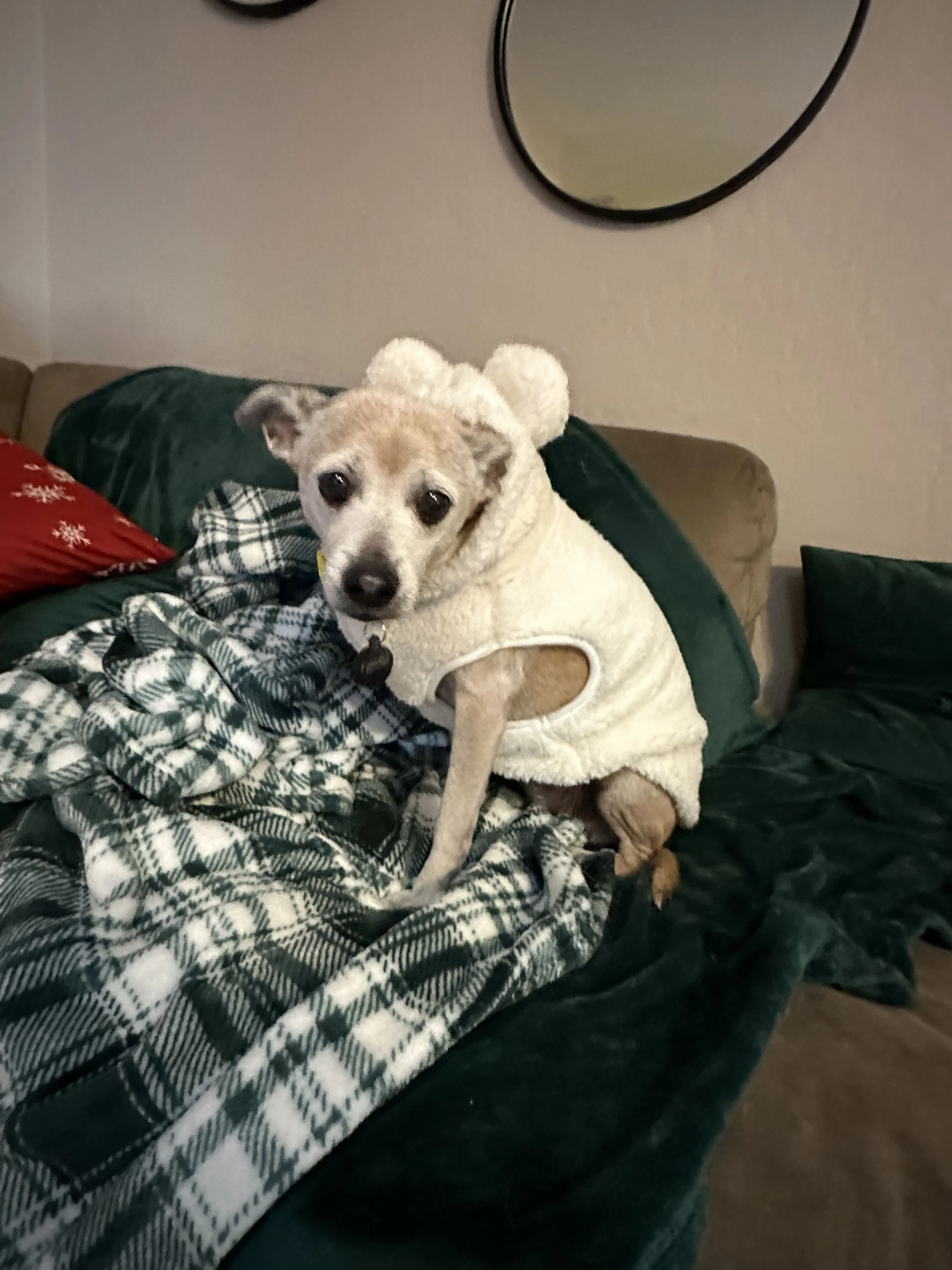 Lost pet-1