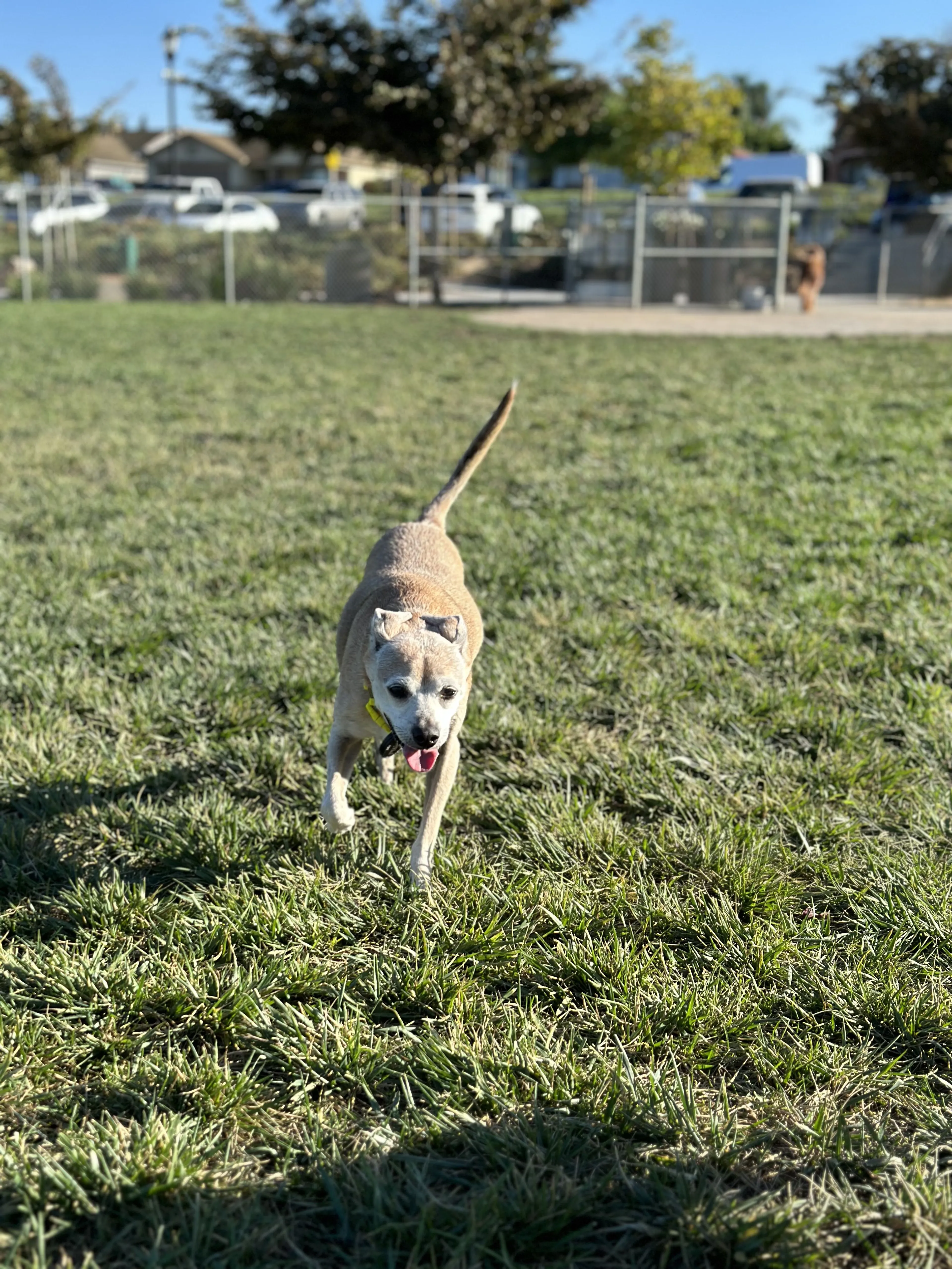 Lost pet-2