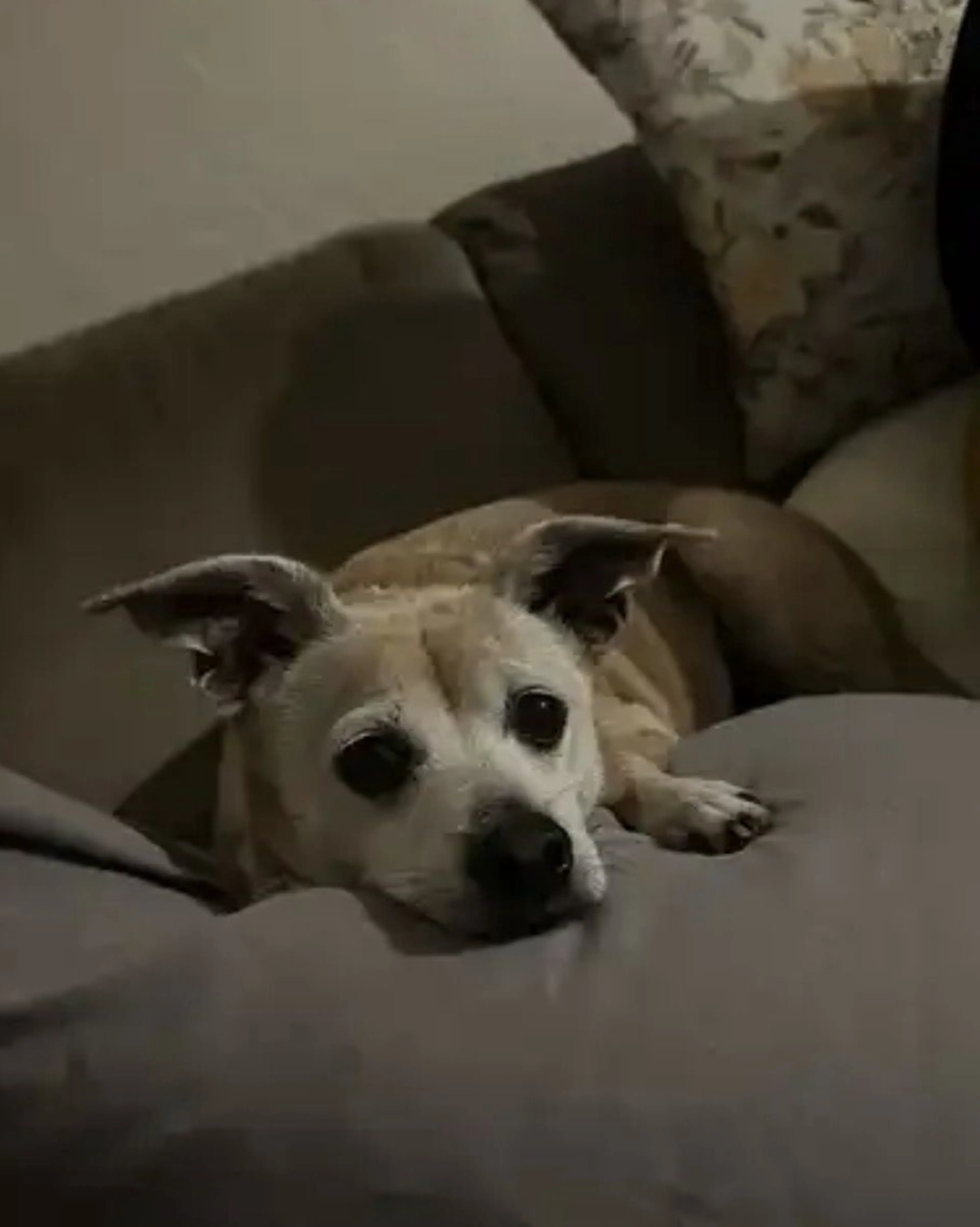 Lost pet-0