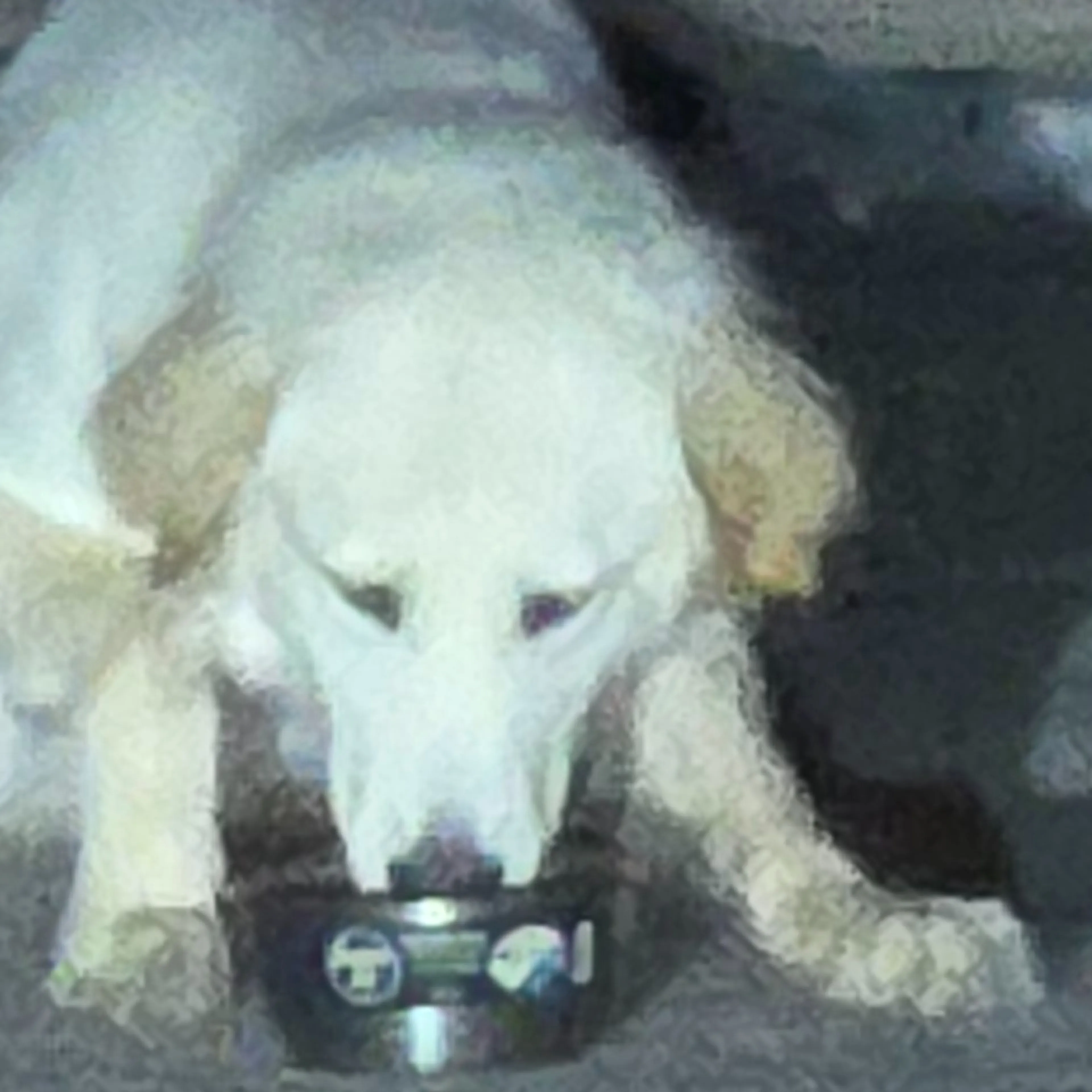 Found pet-2