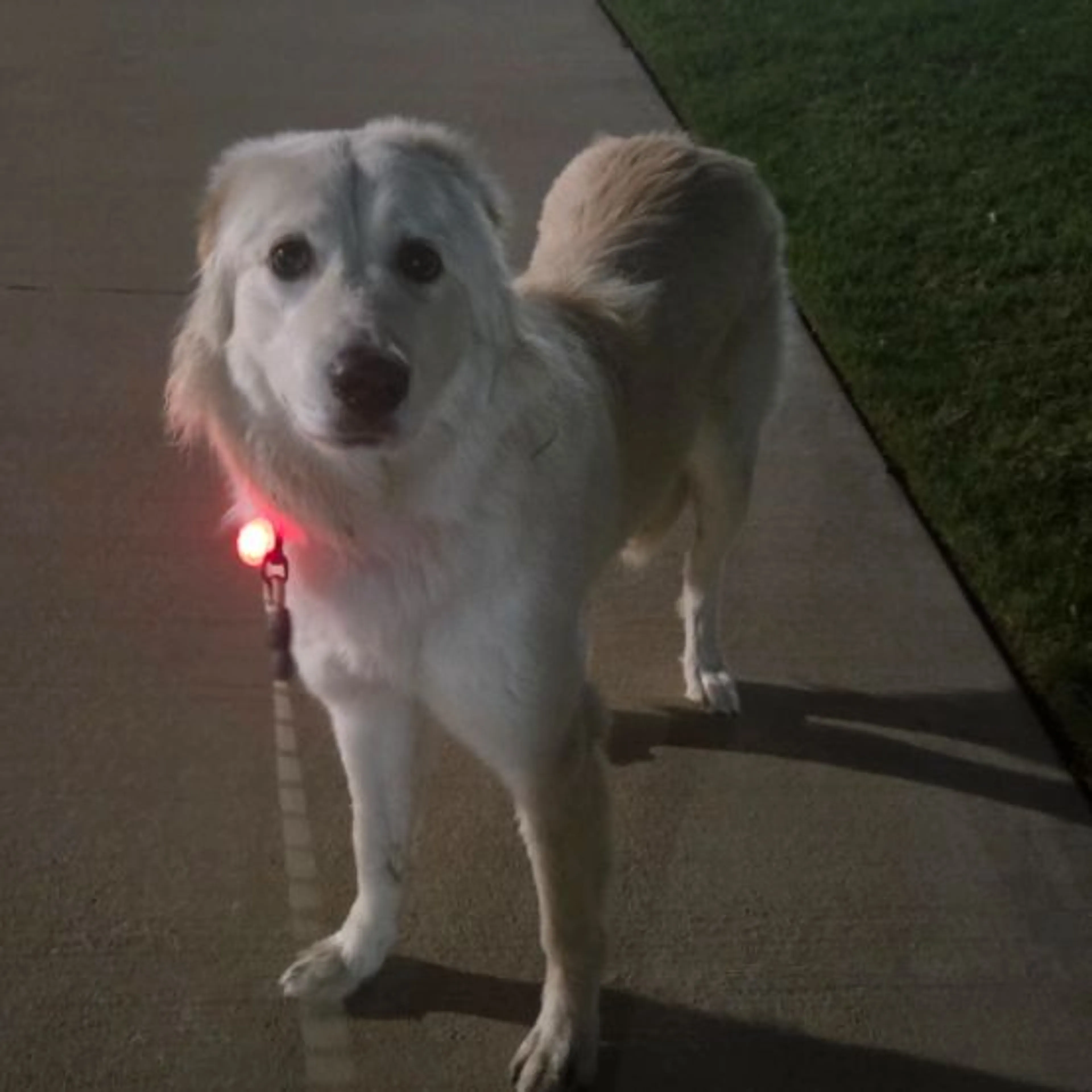 Found pet-0