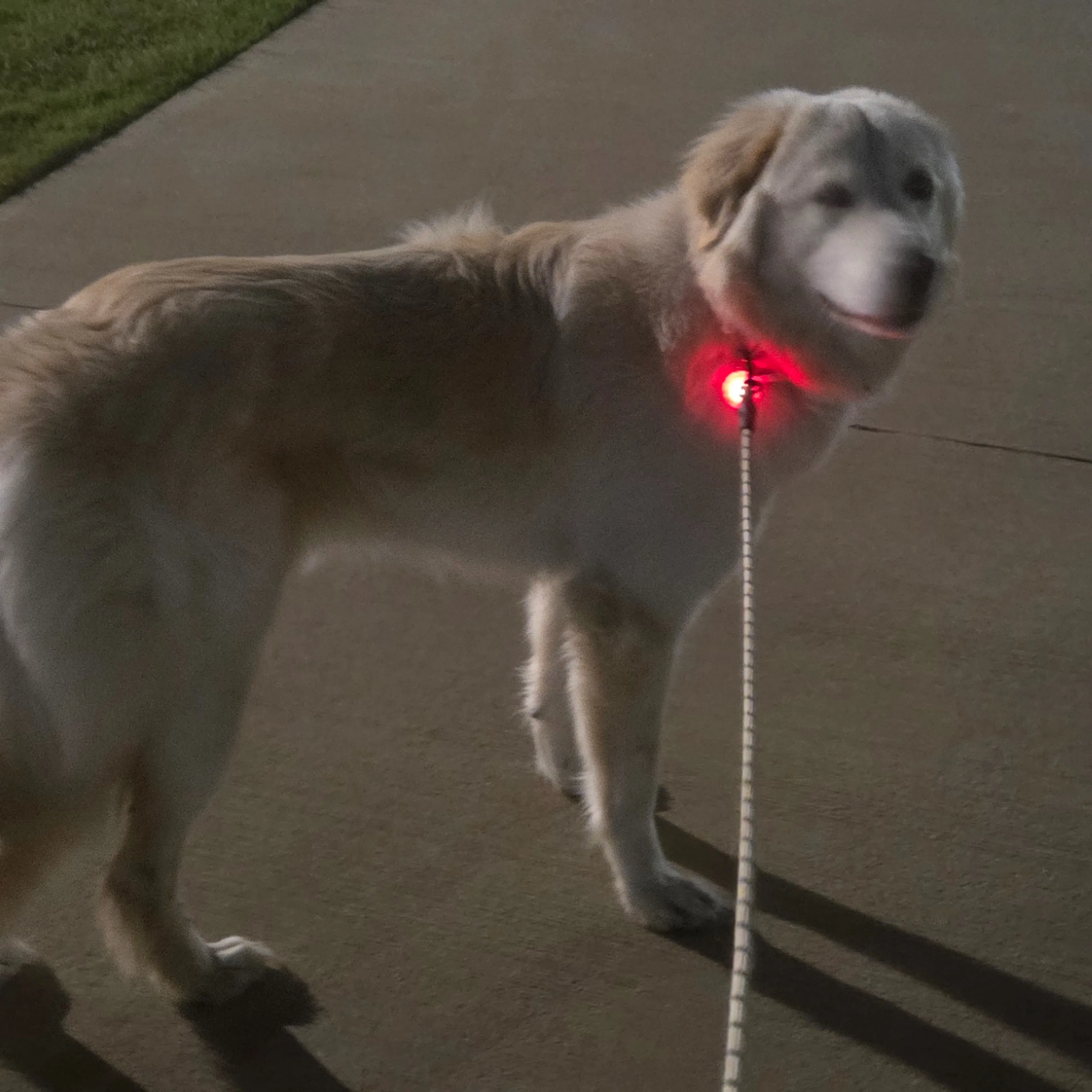 Found pet-1