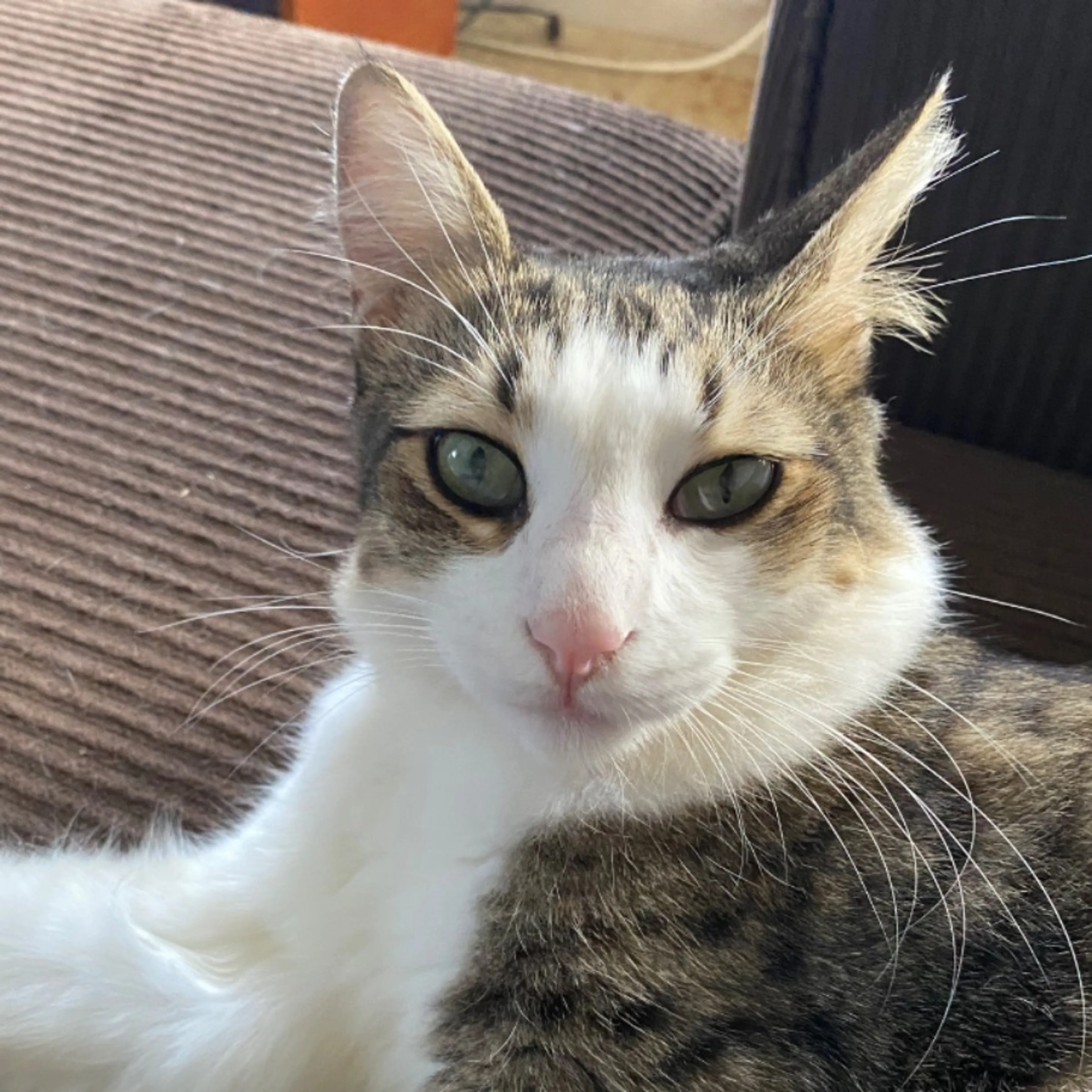 Lost pet