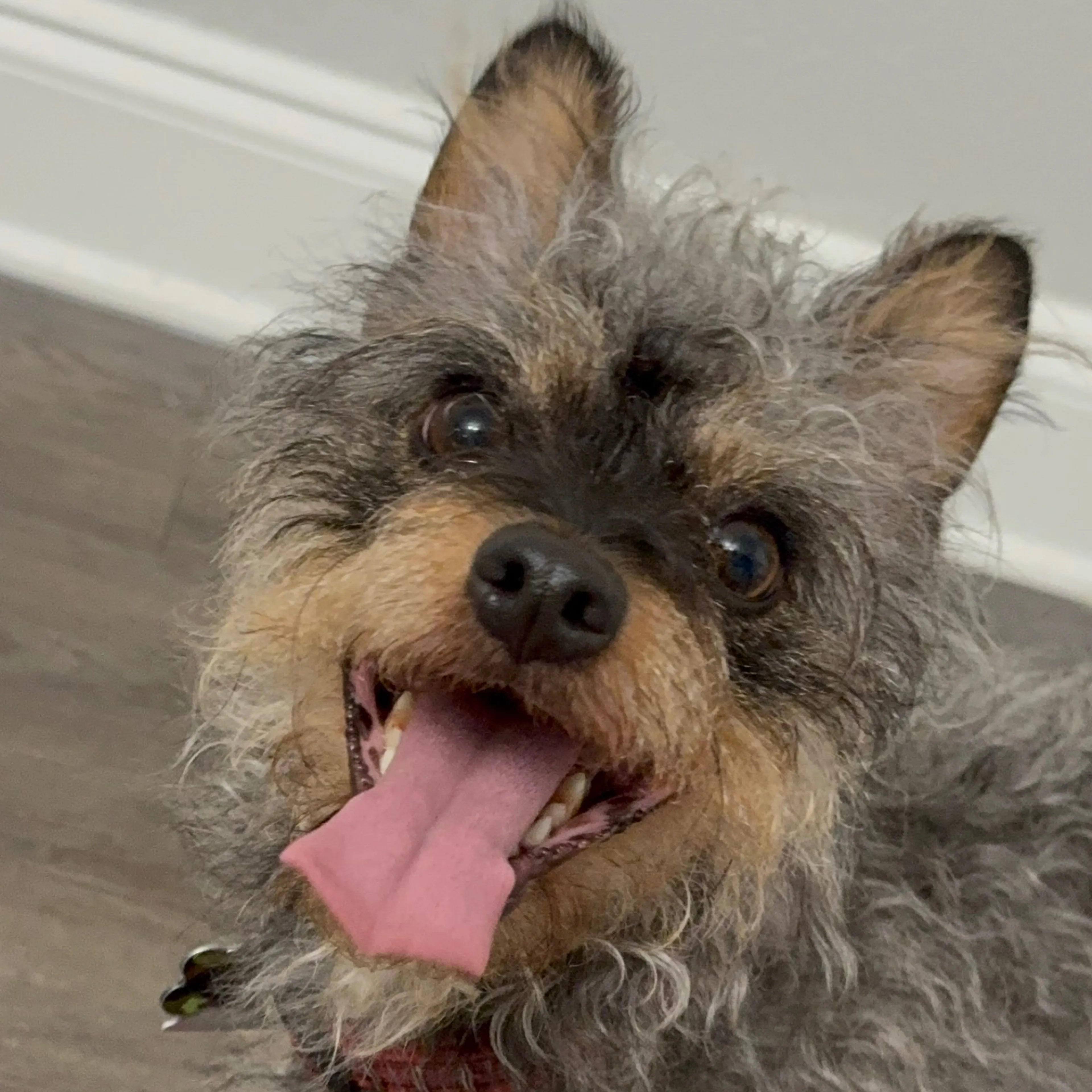Found pet-2