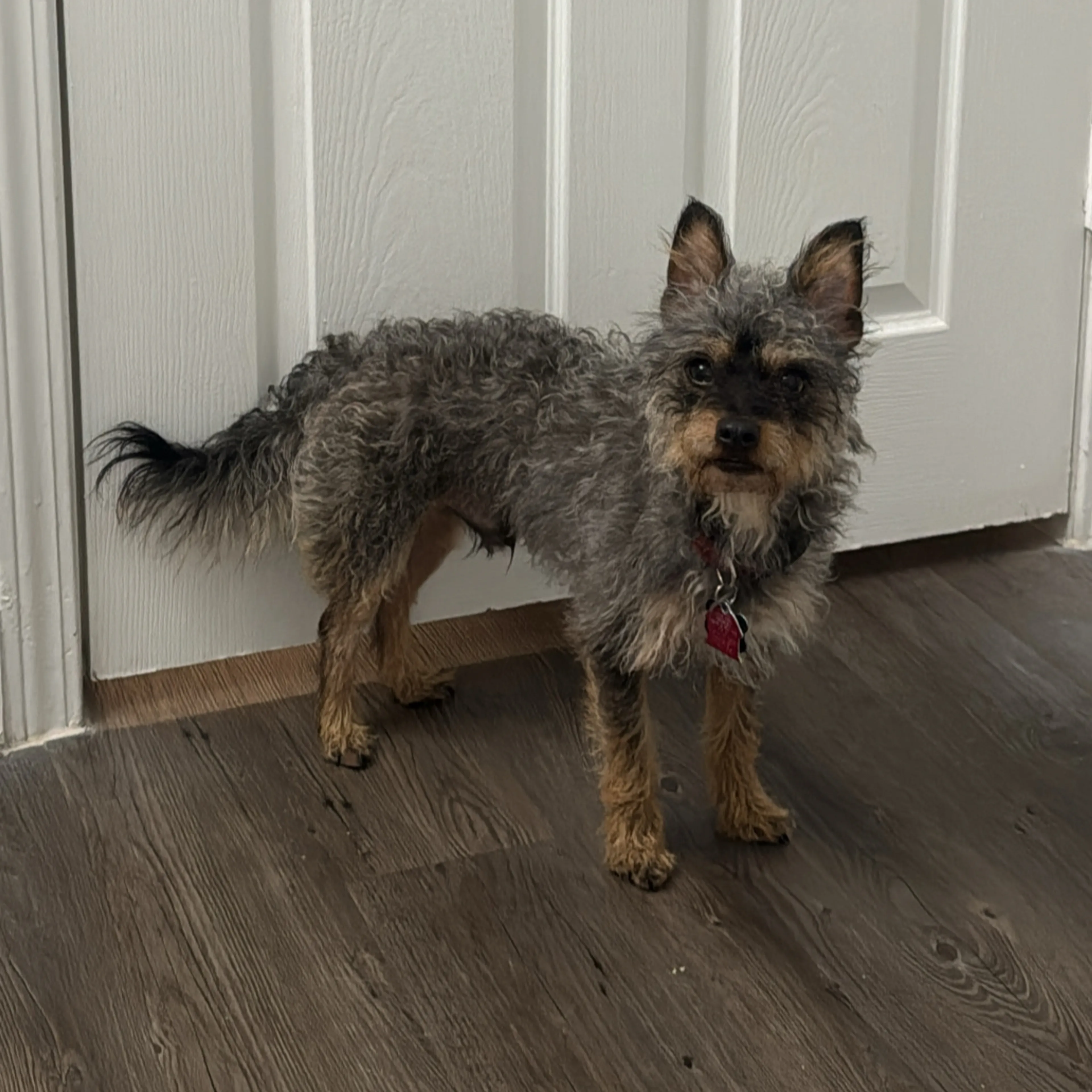 Found pet-1