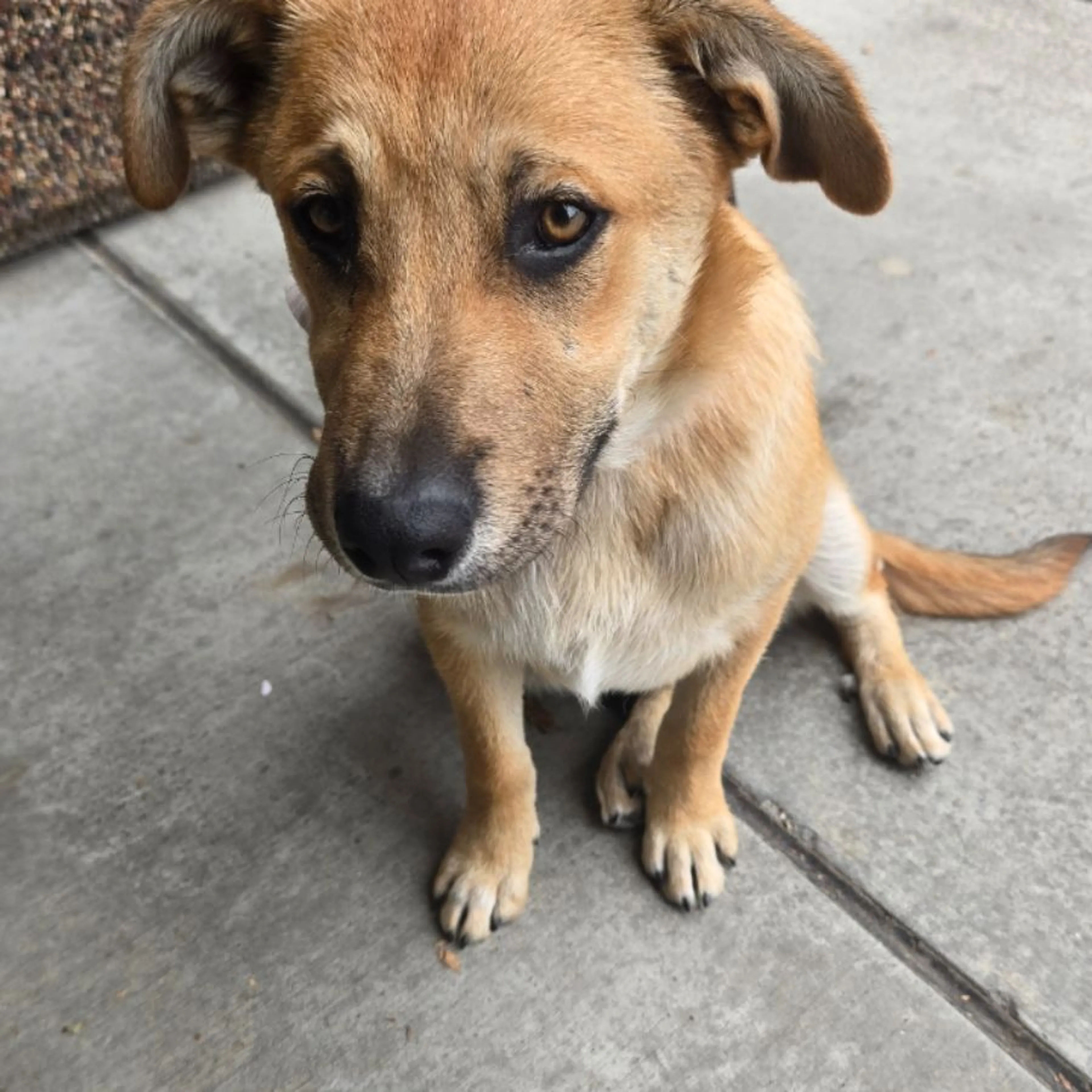 Found pet