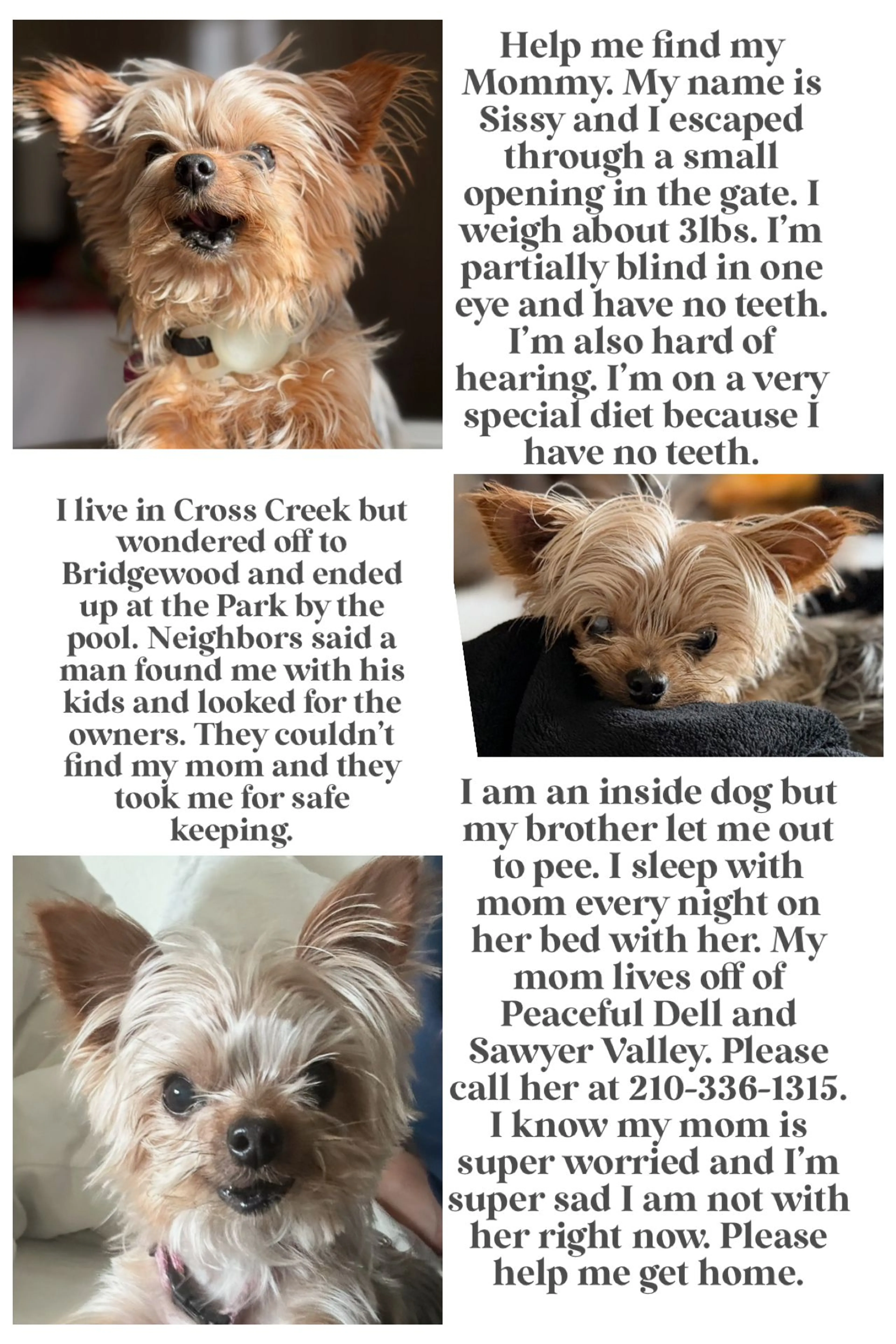 Lost pet