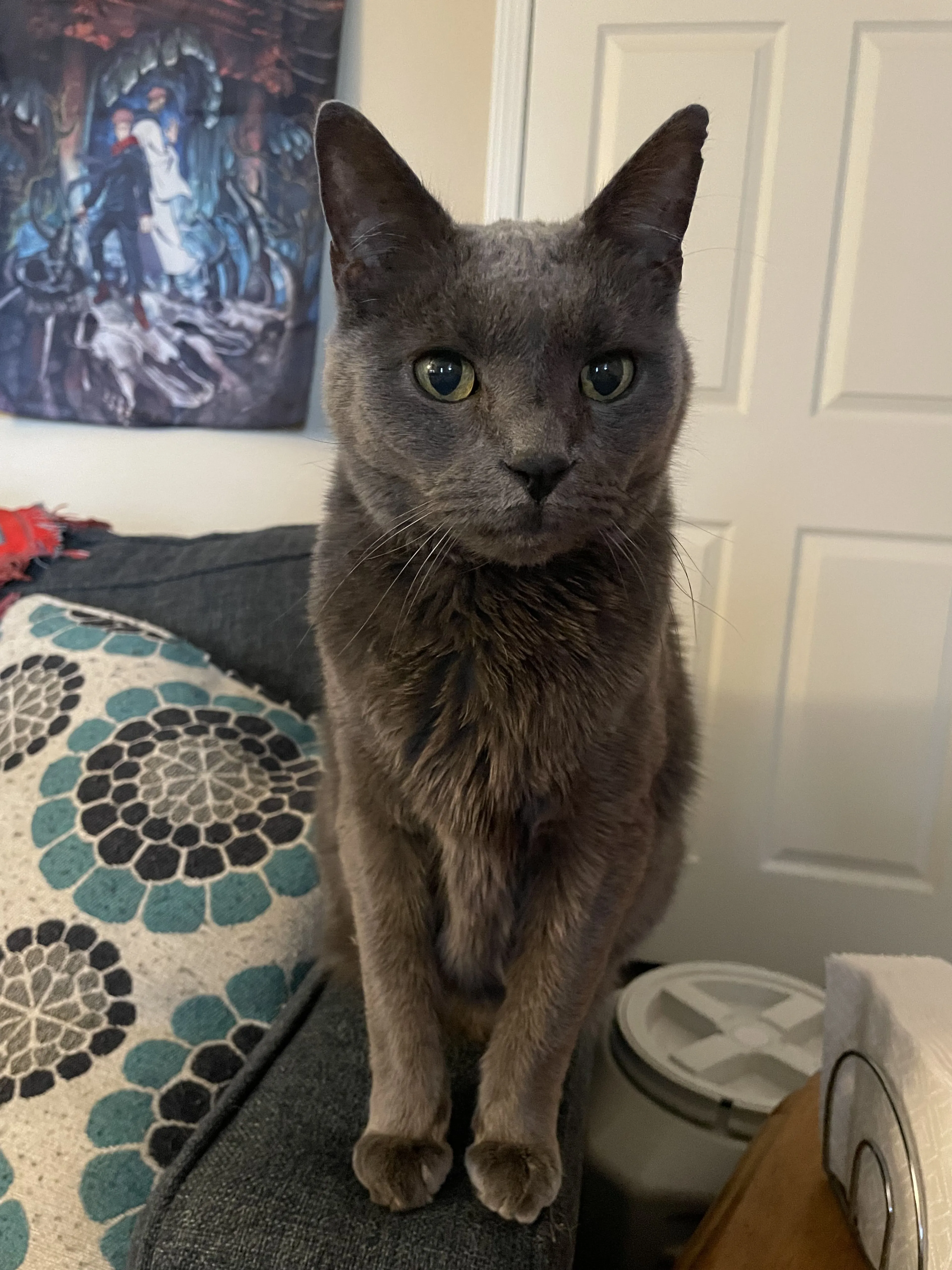 Lost pet