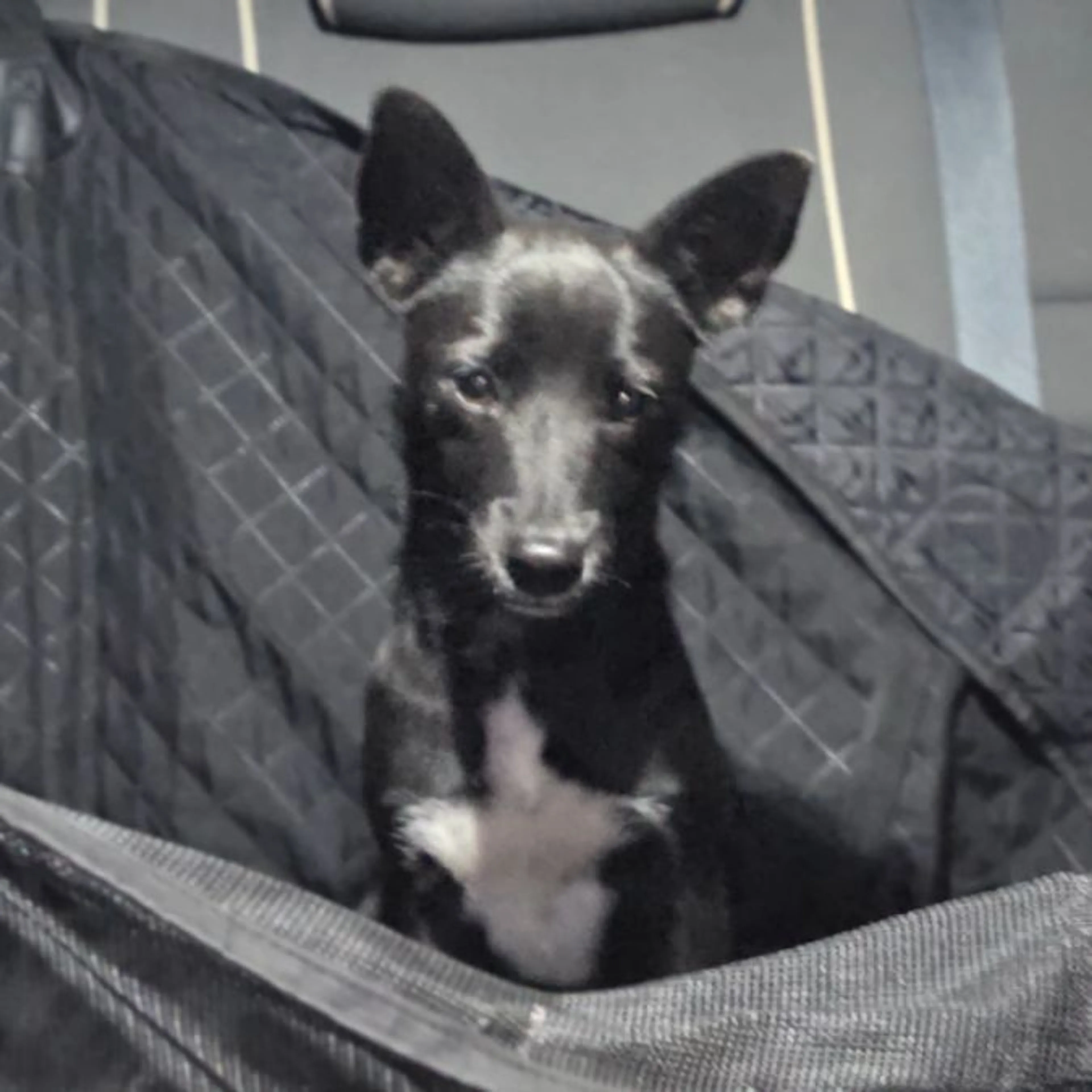 Found pet