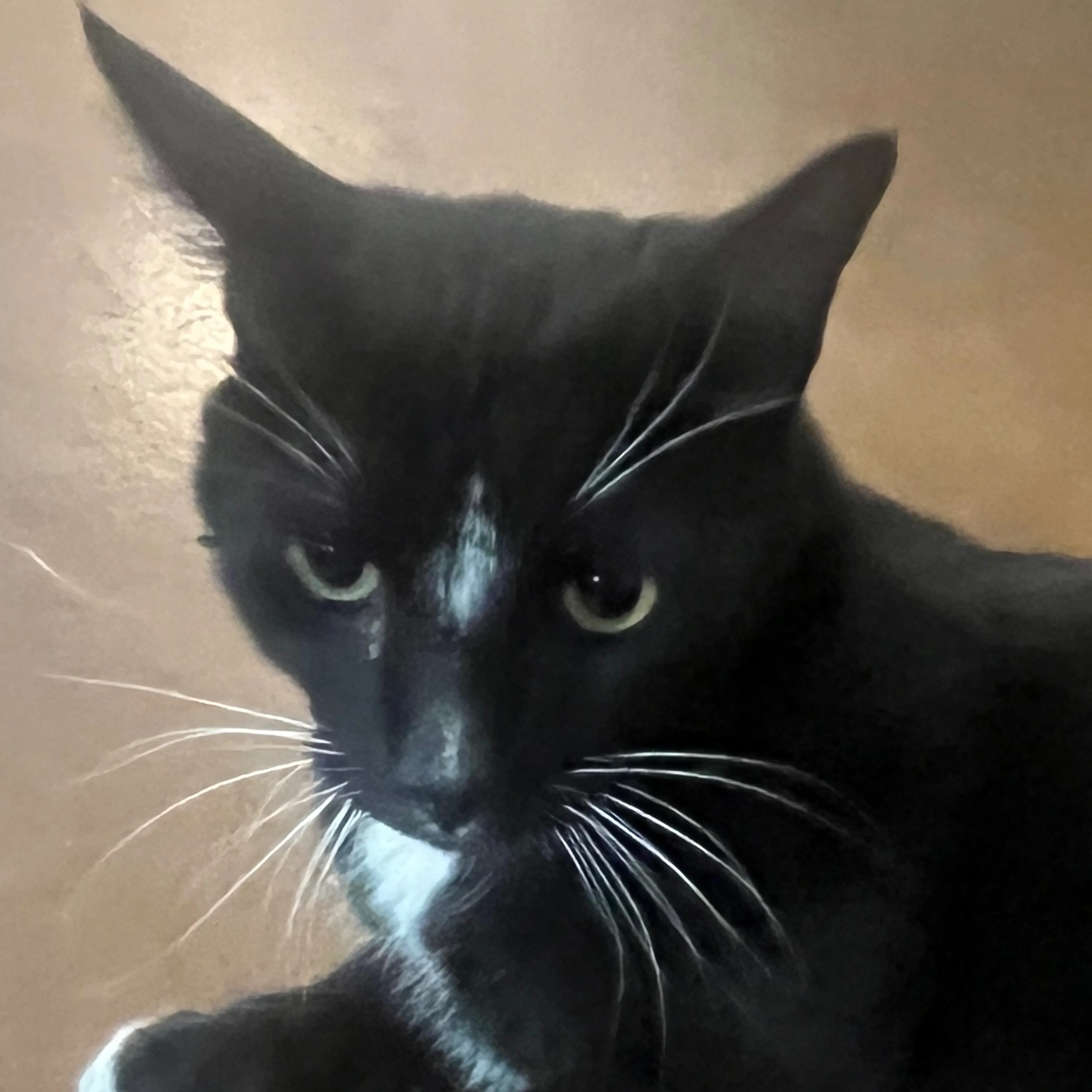 Found pet-2