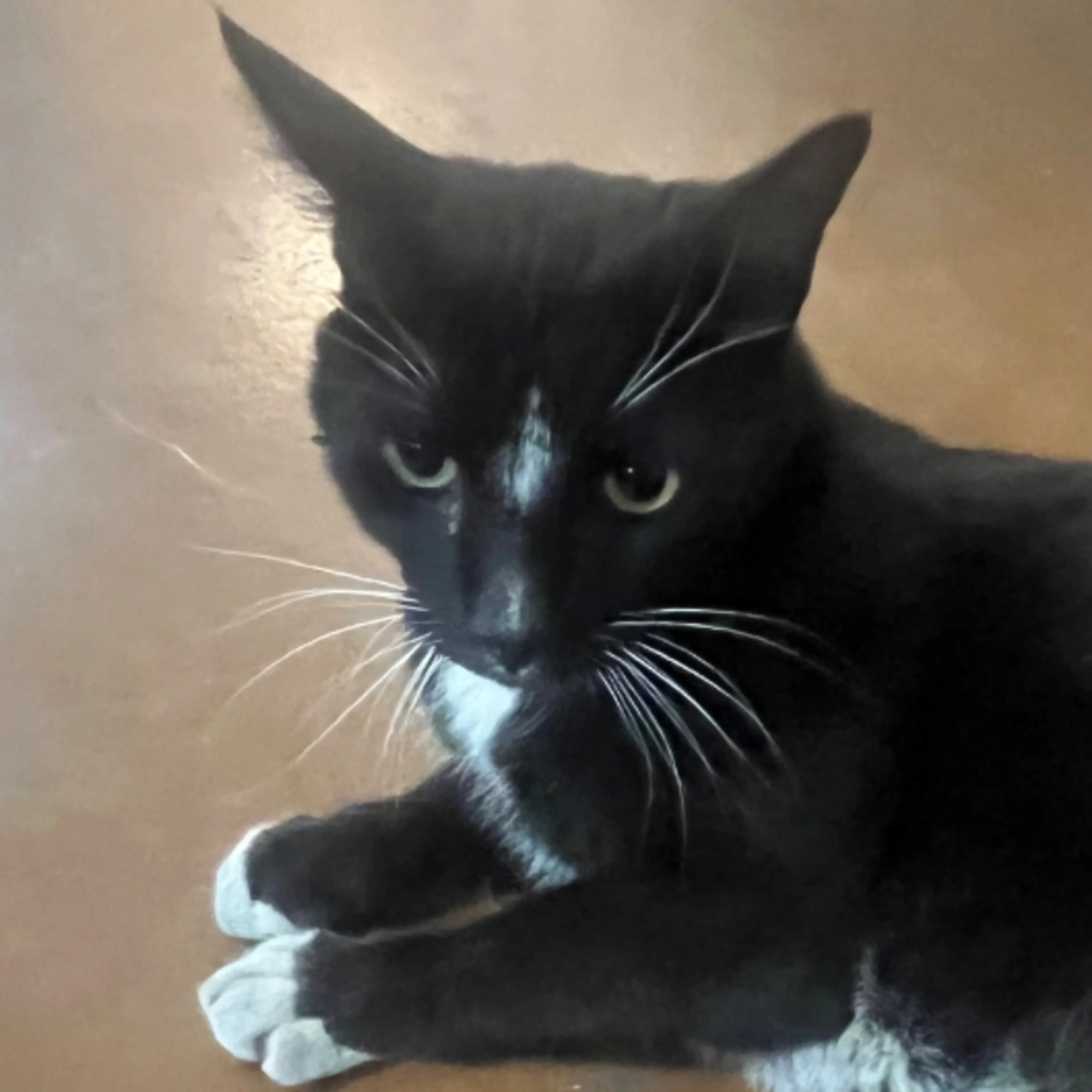 Found pet-0