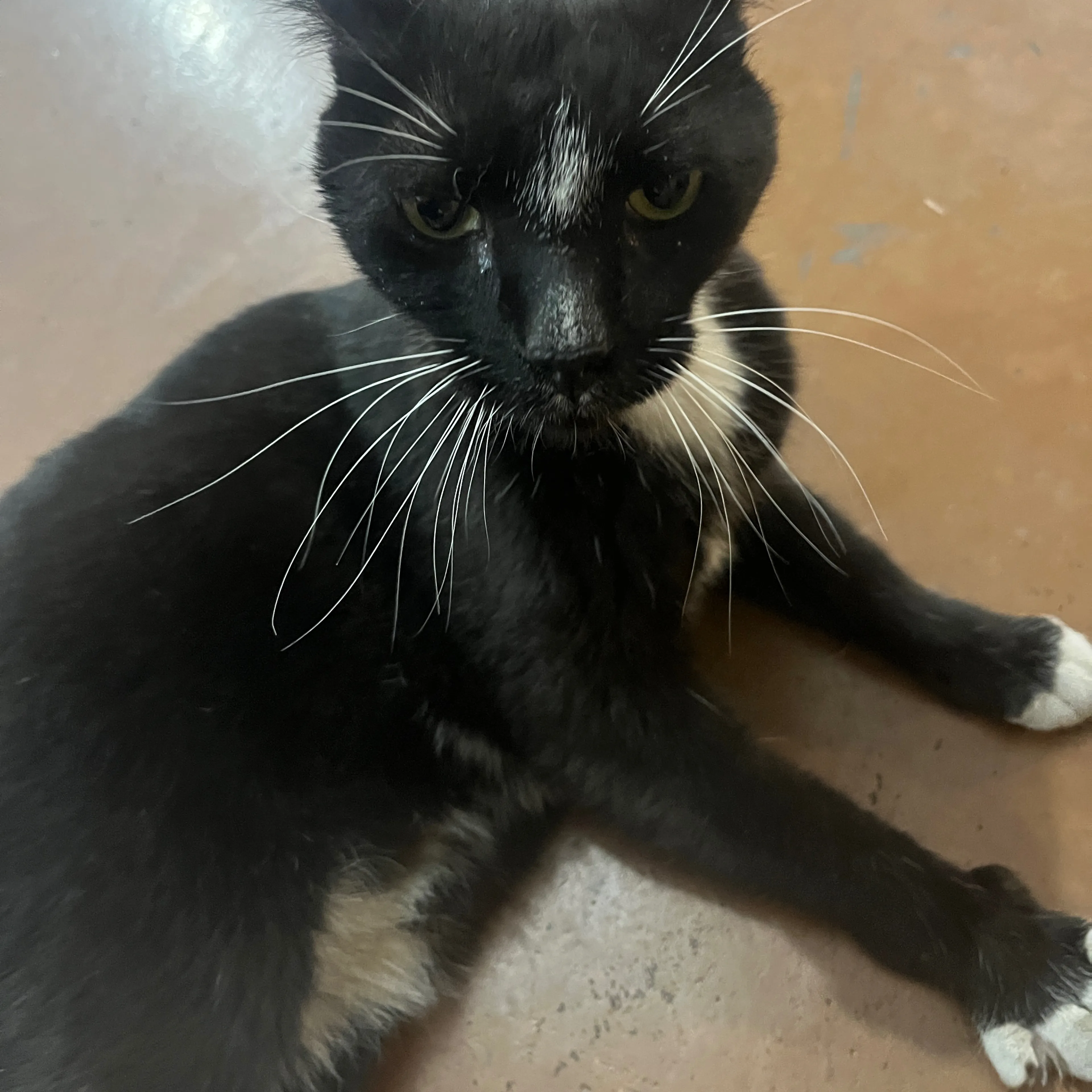 Found pet-3