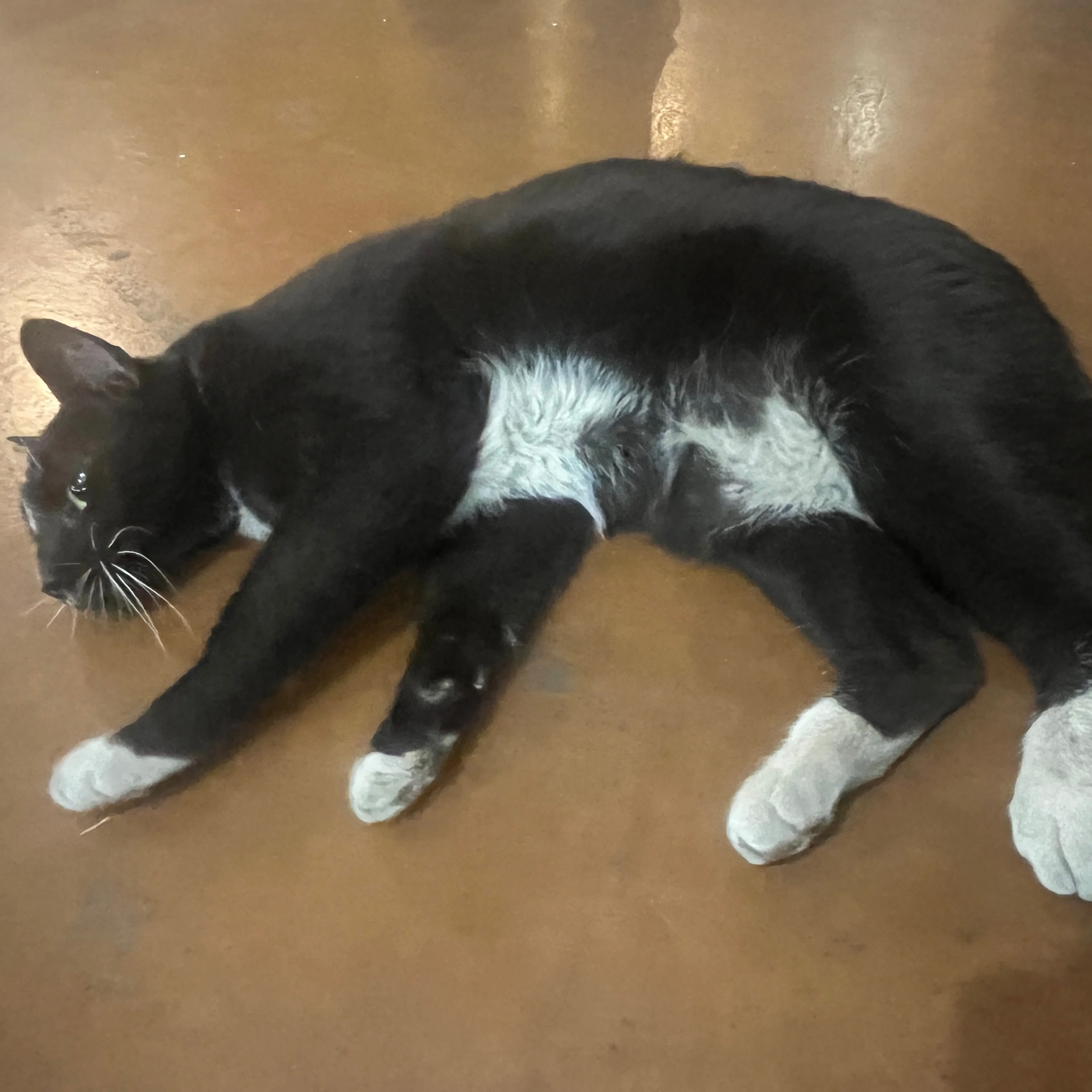 Found pet-1