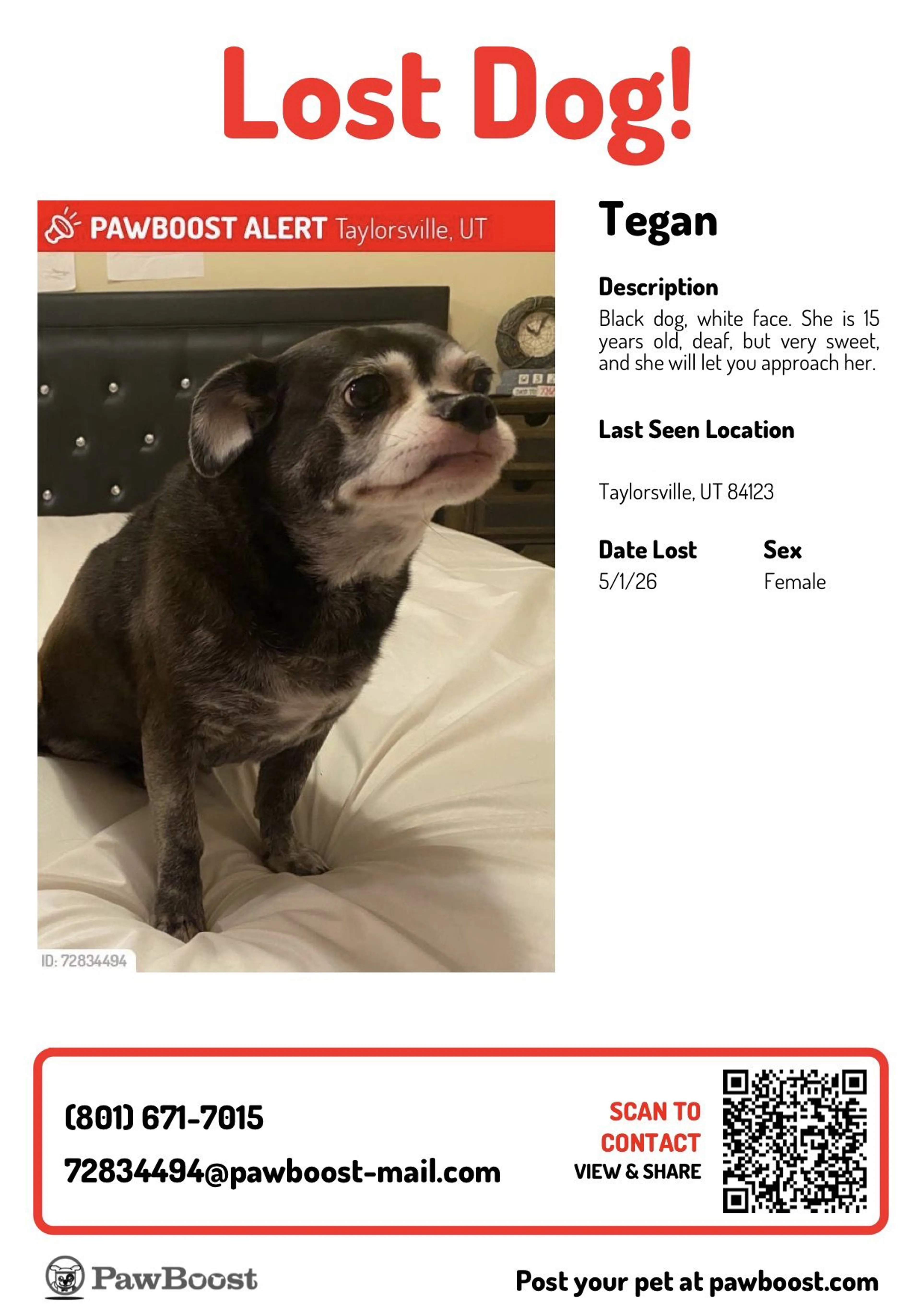 Lost pet-1