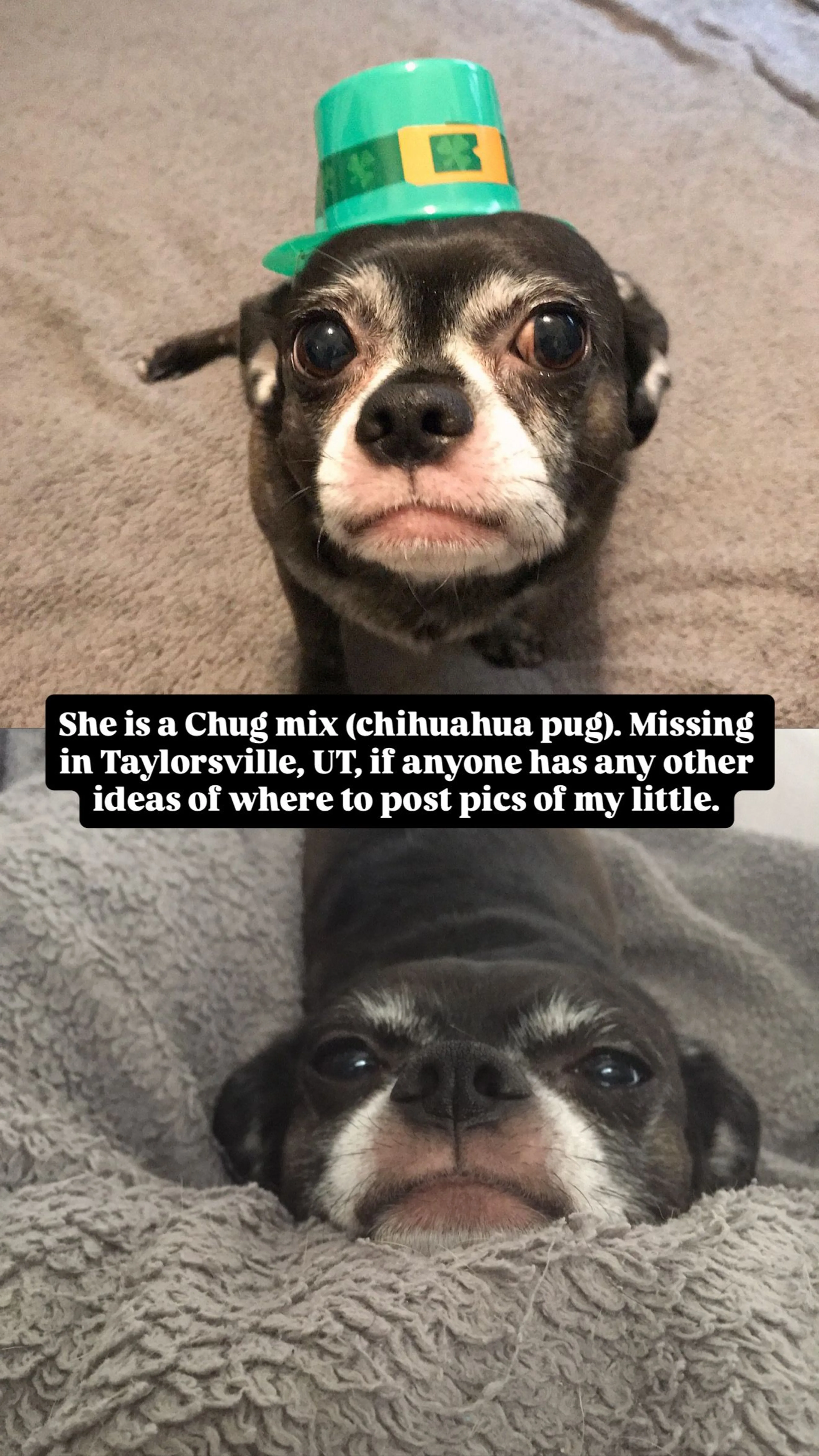 Lost pet-2