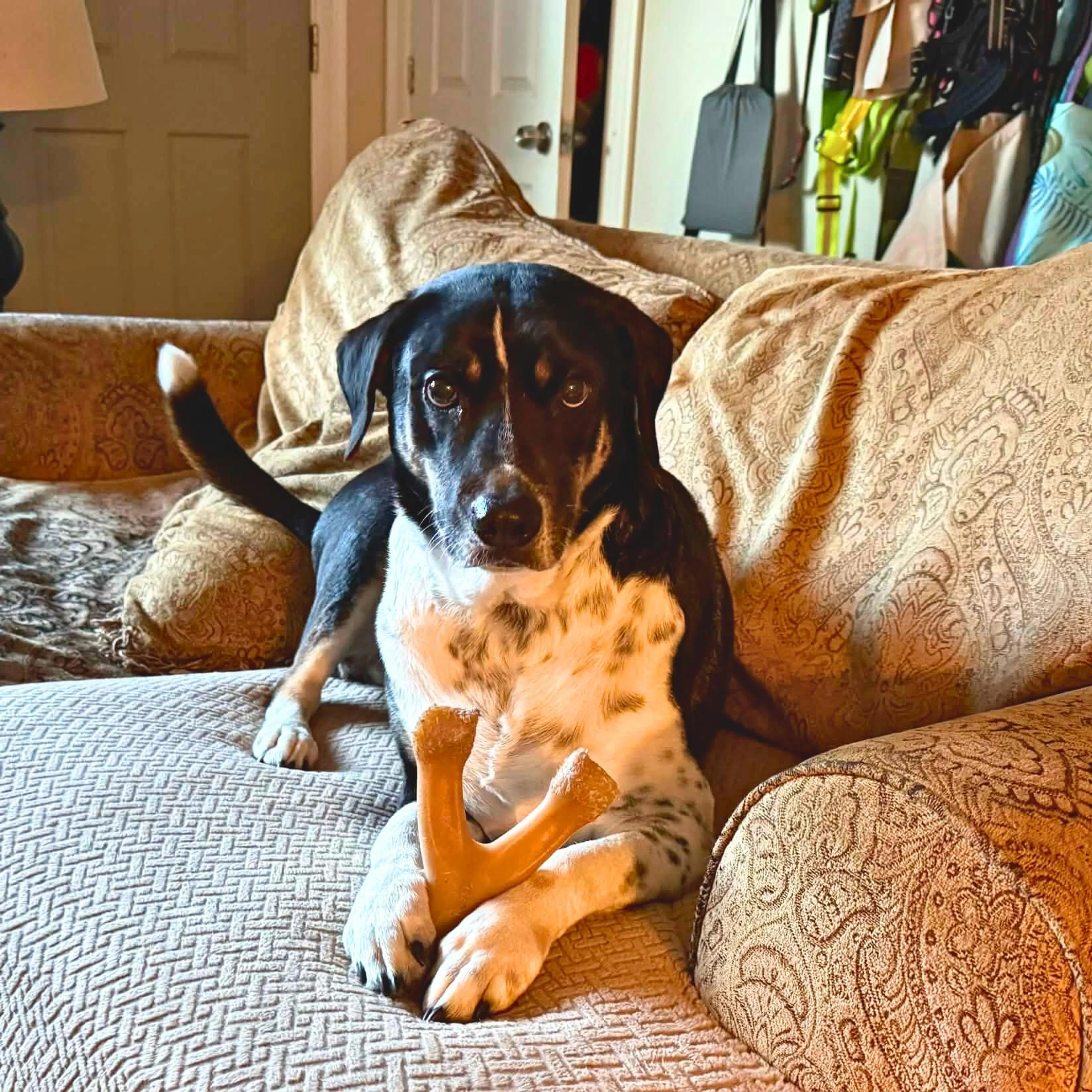 Found pet-3