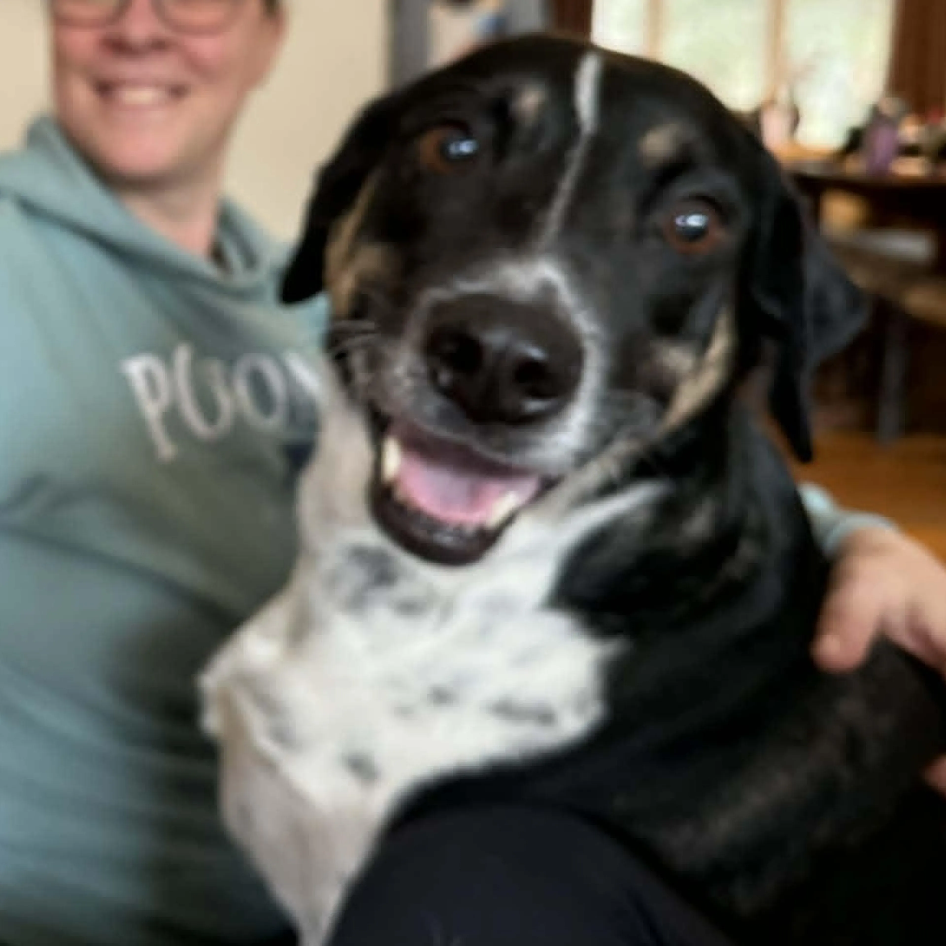 Found pet-2