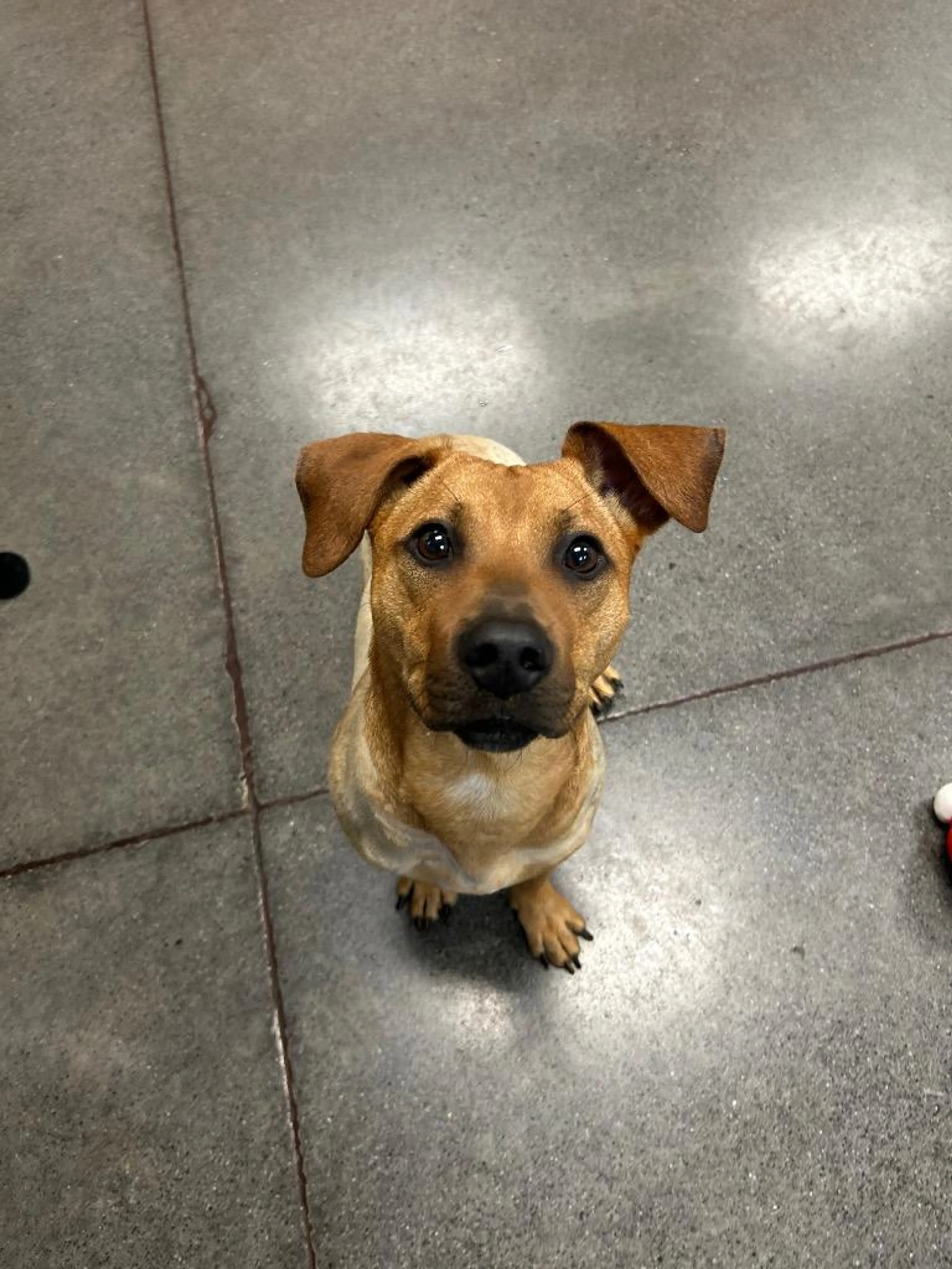 Found pet