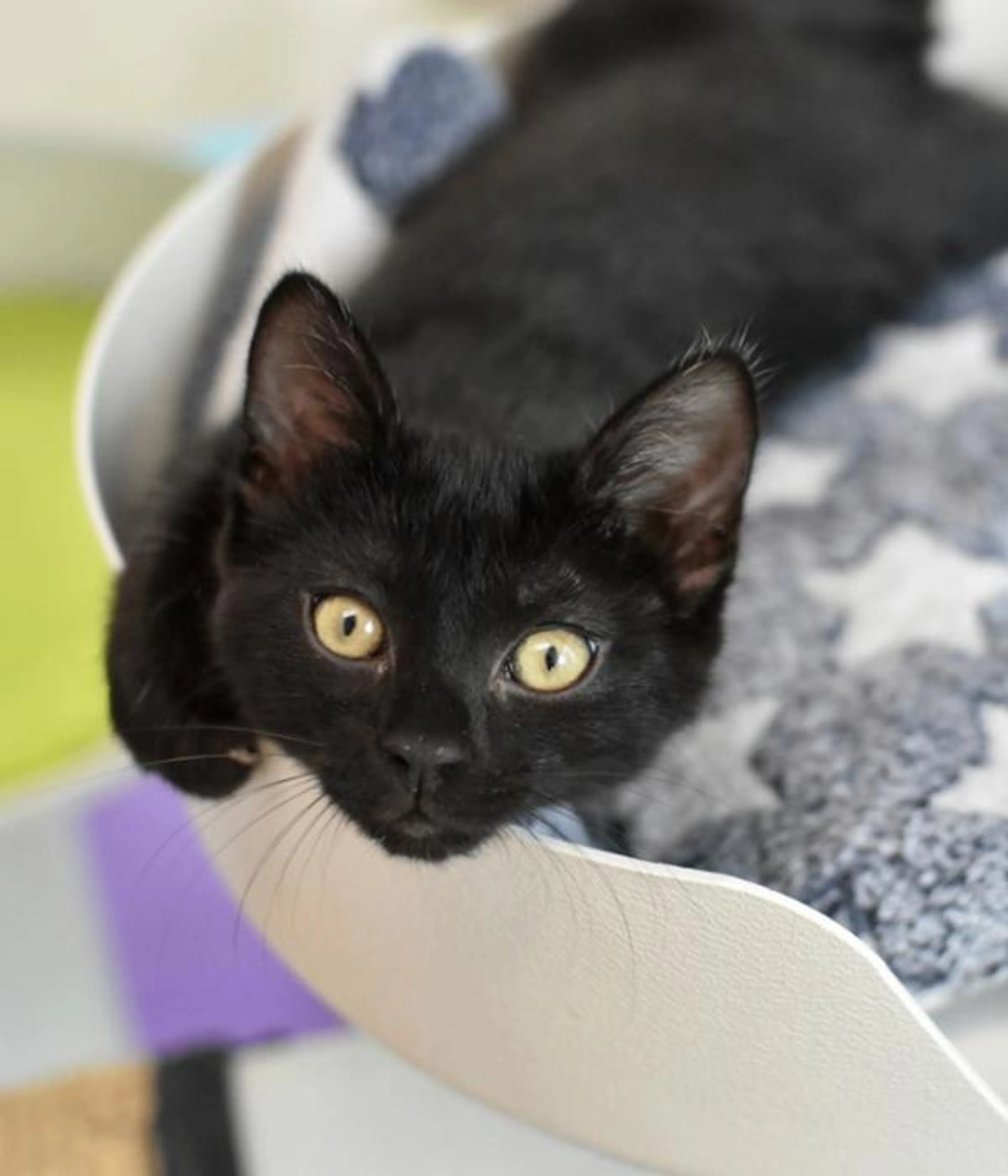 Found pet-1