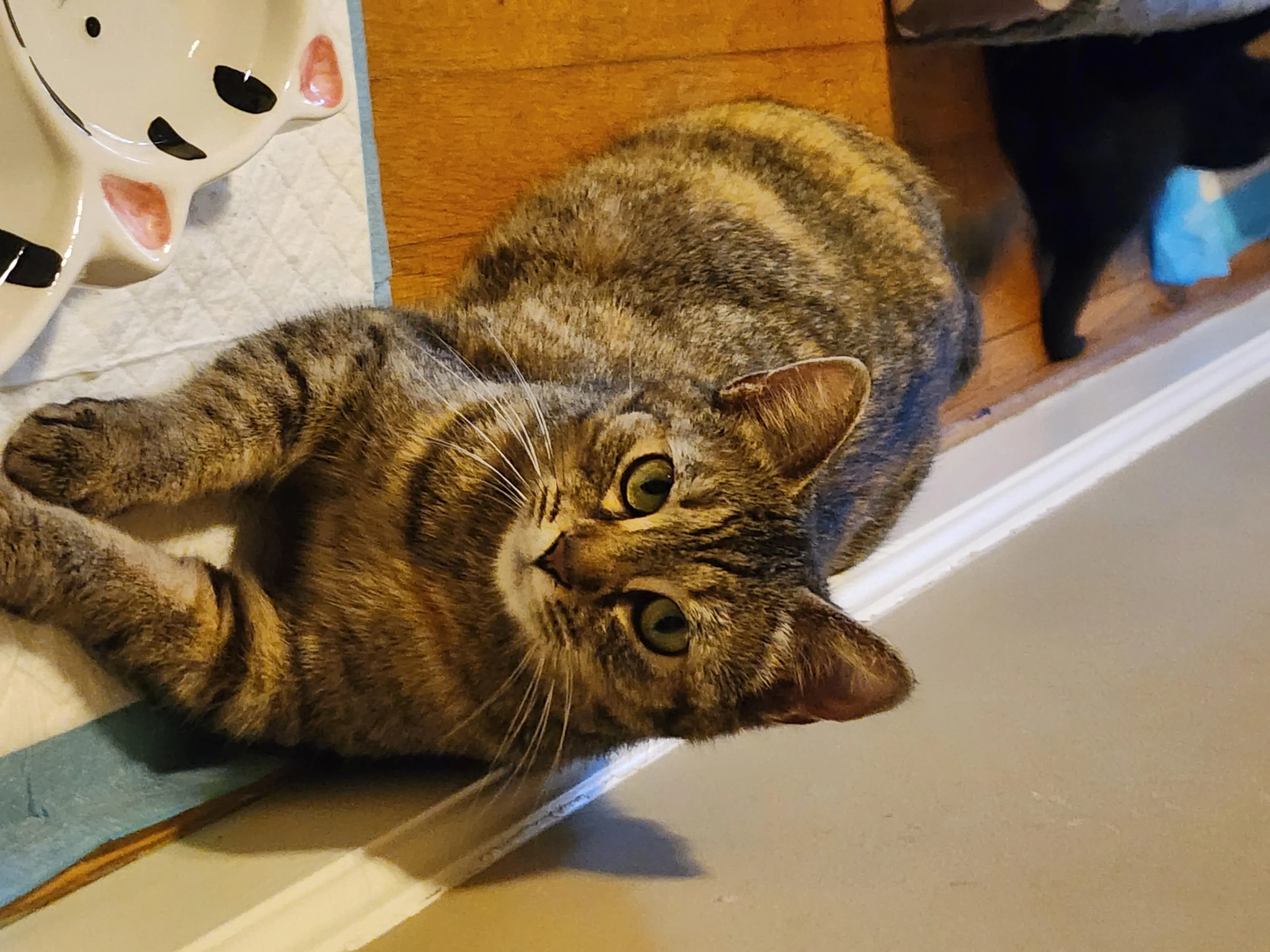 Found pet-2