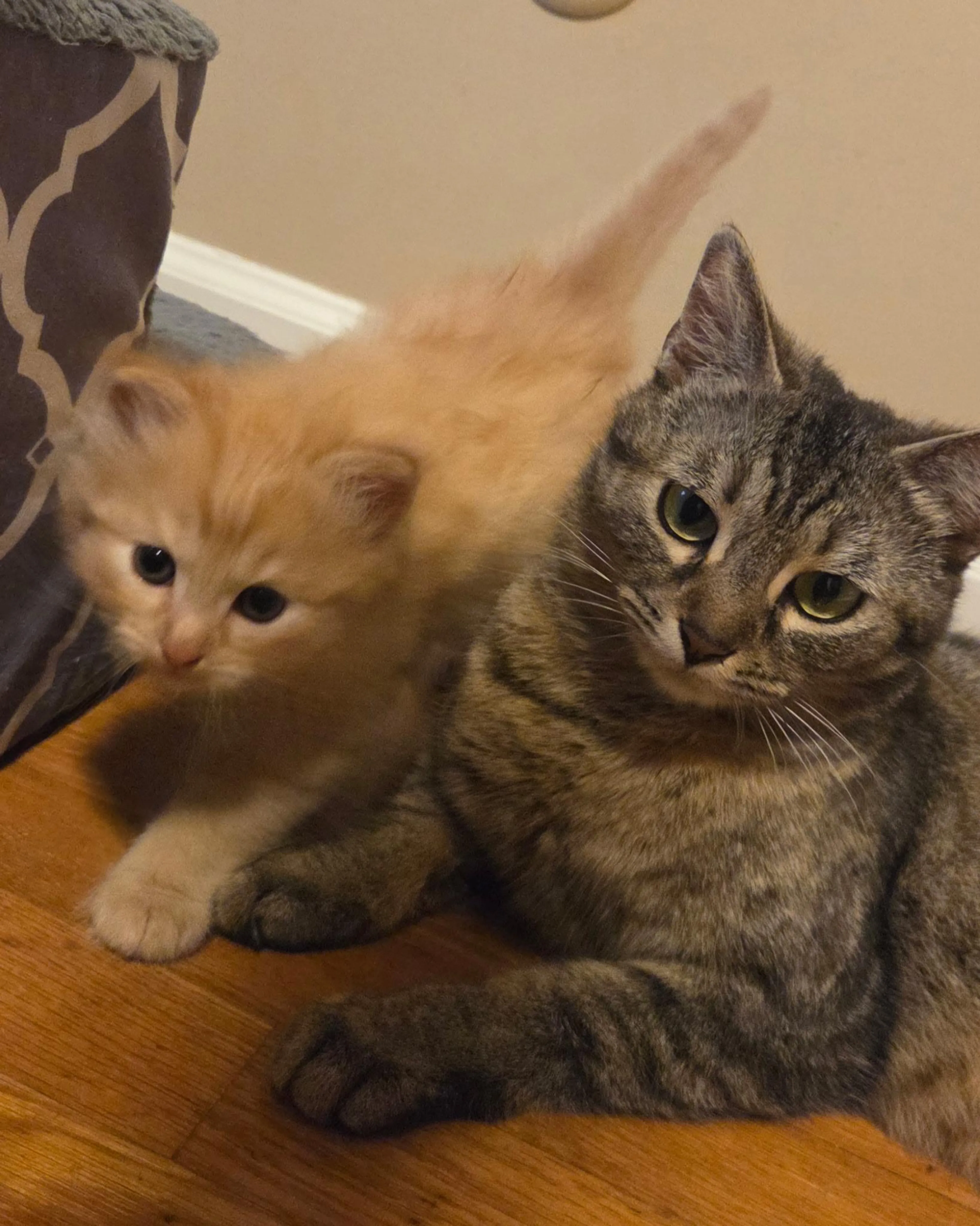 Found pet-3