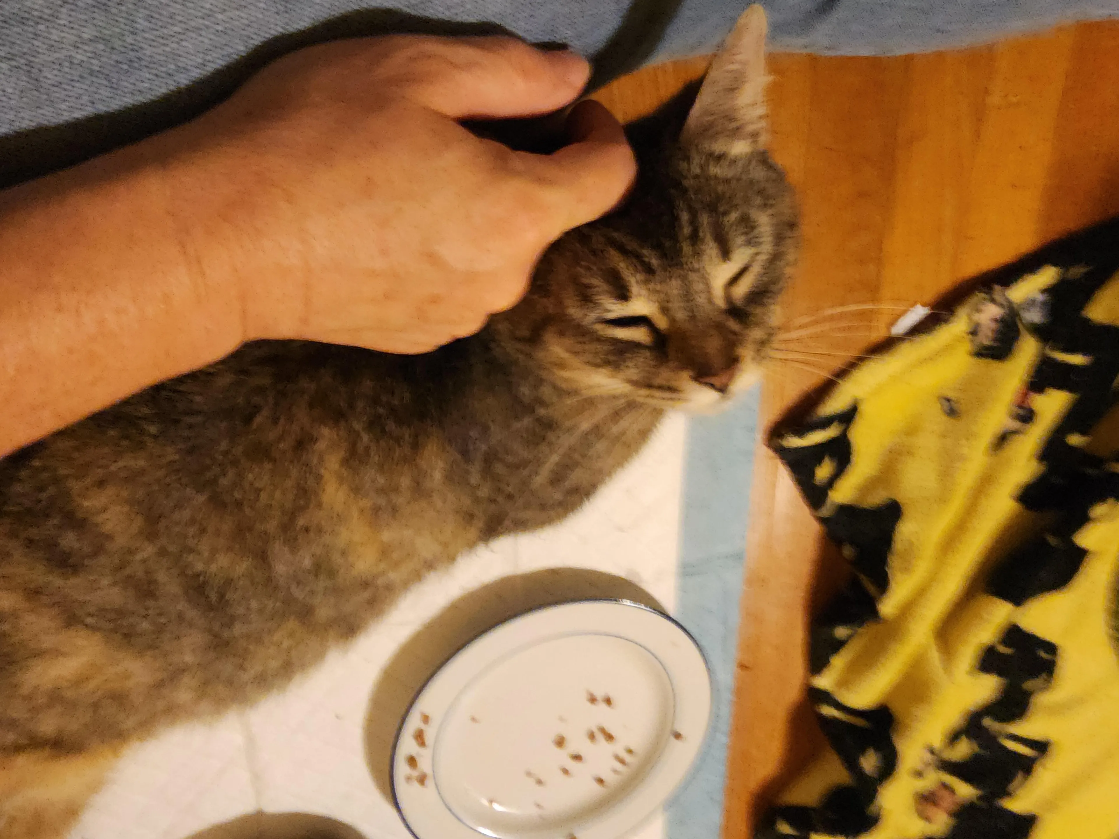 Found pet-4