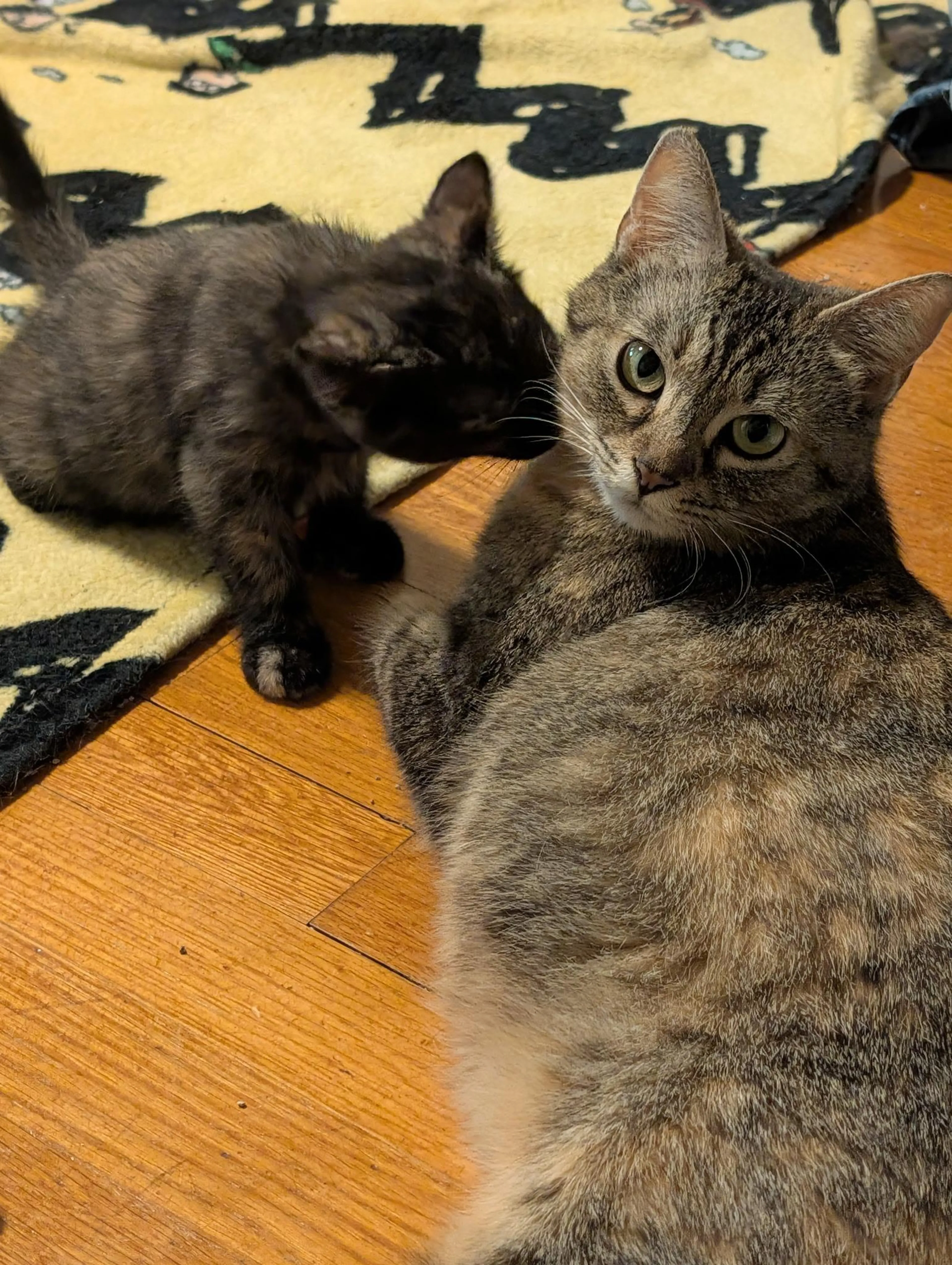 Found pet-5