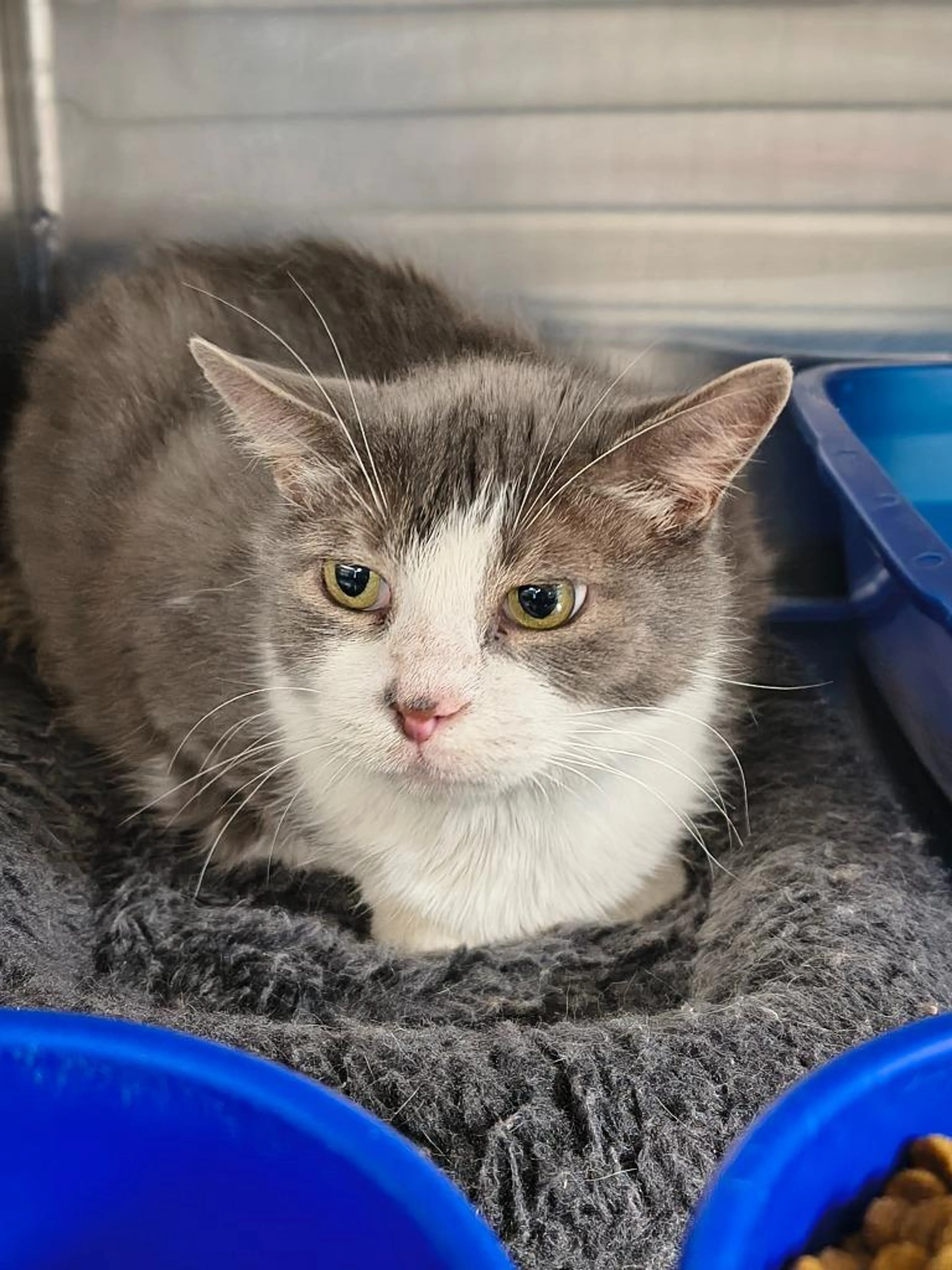 Found pet