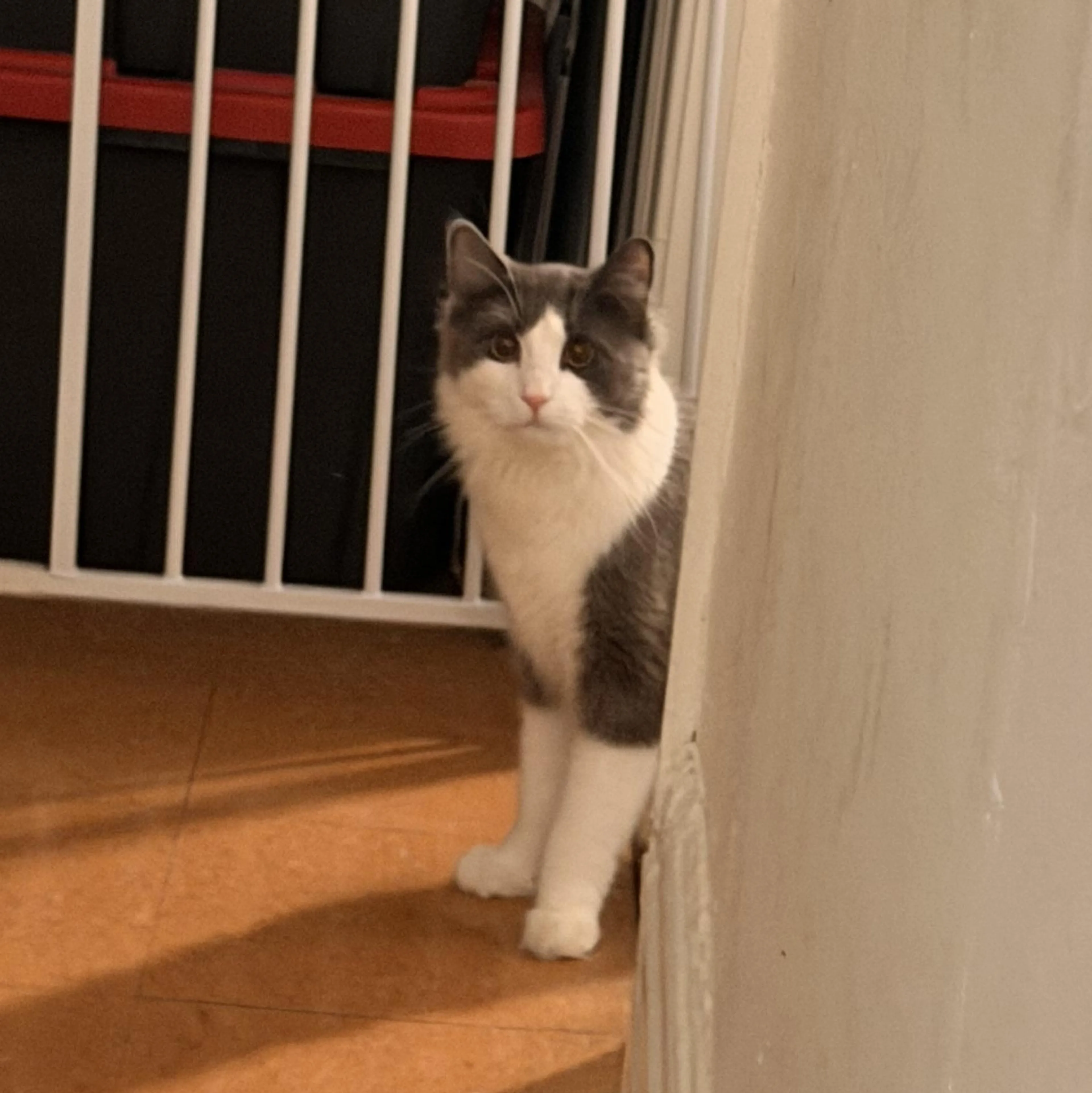 Found pet-0