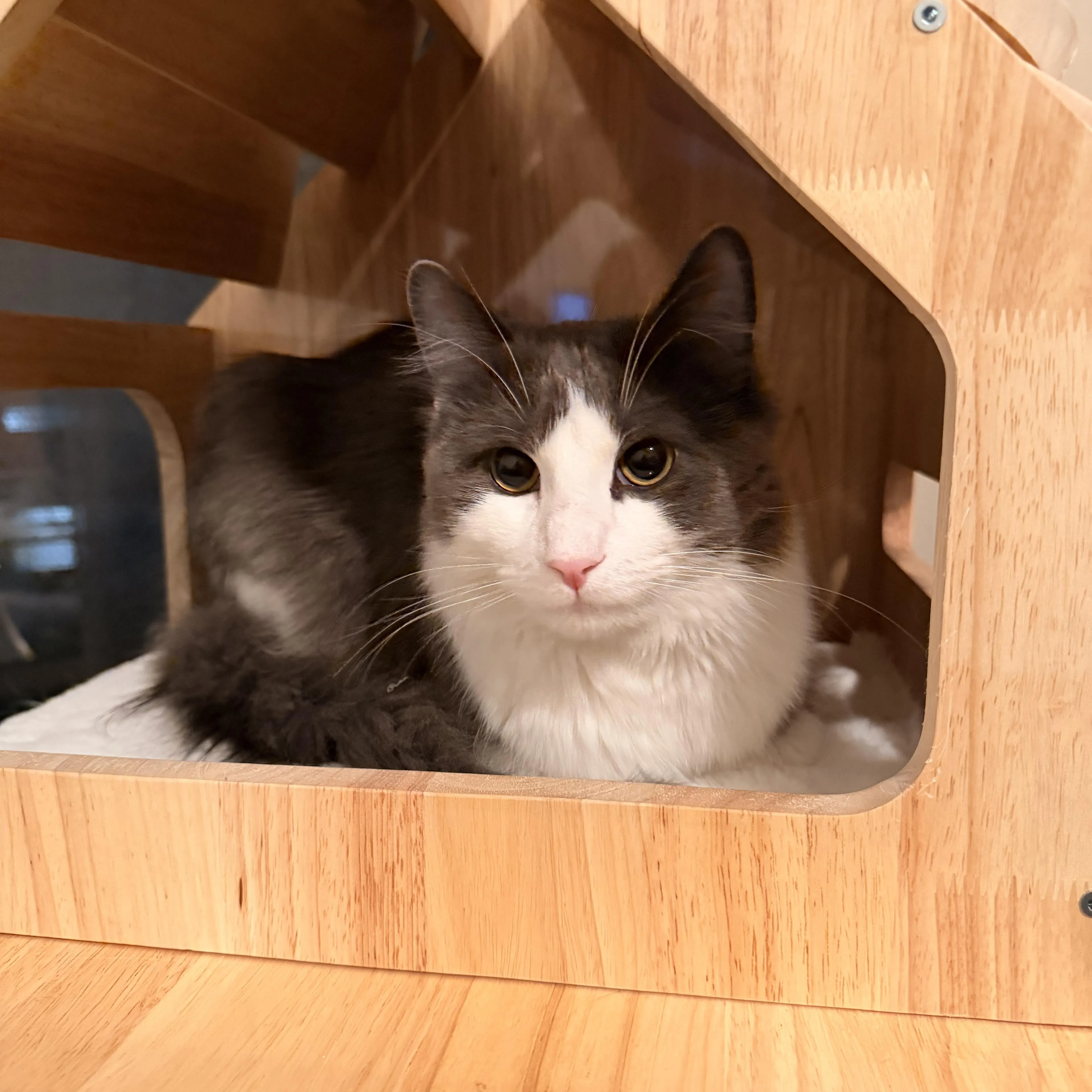 Found pet-4