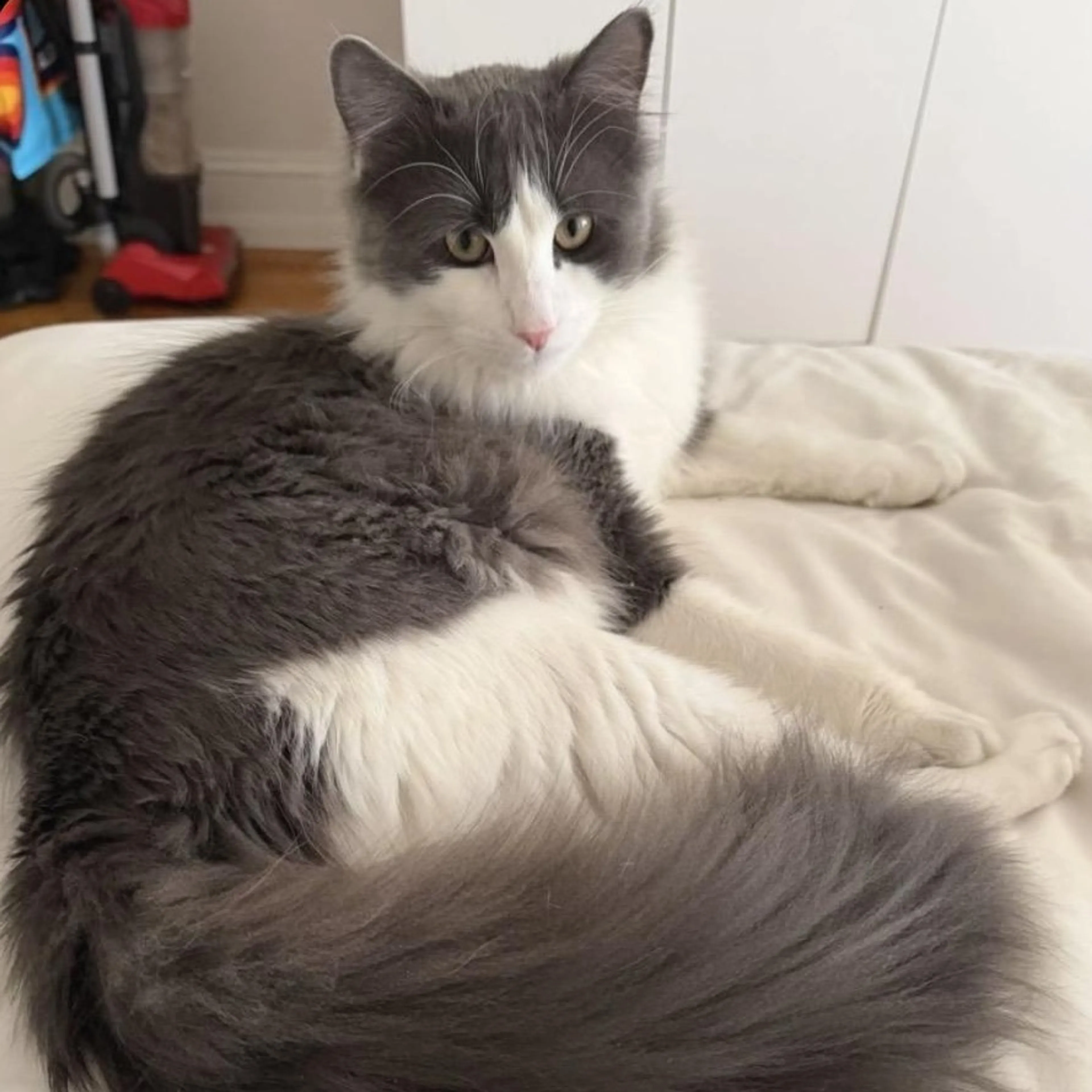Found pet-1