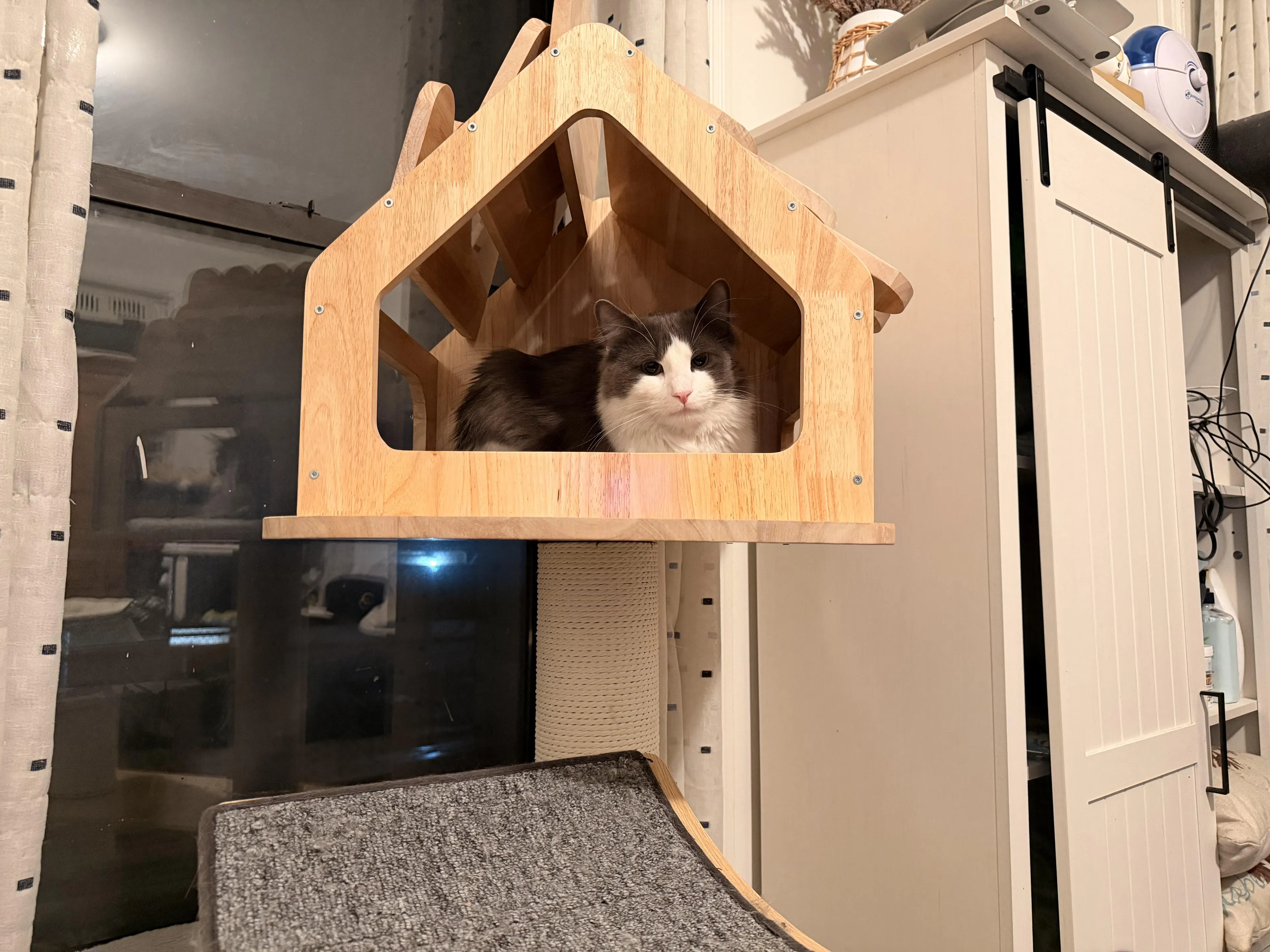 Found pet-3