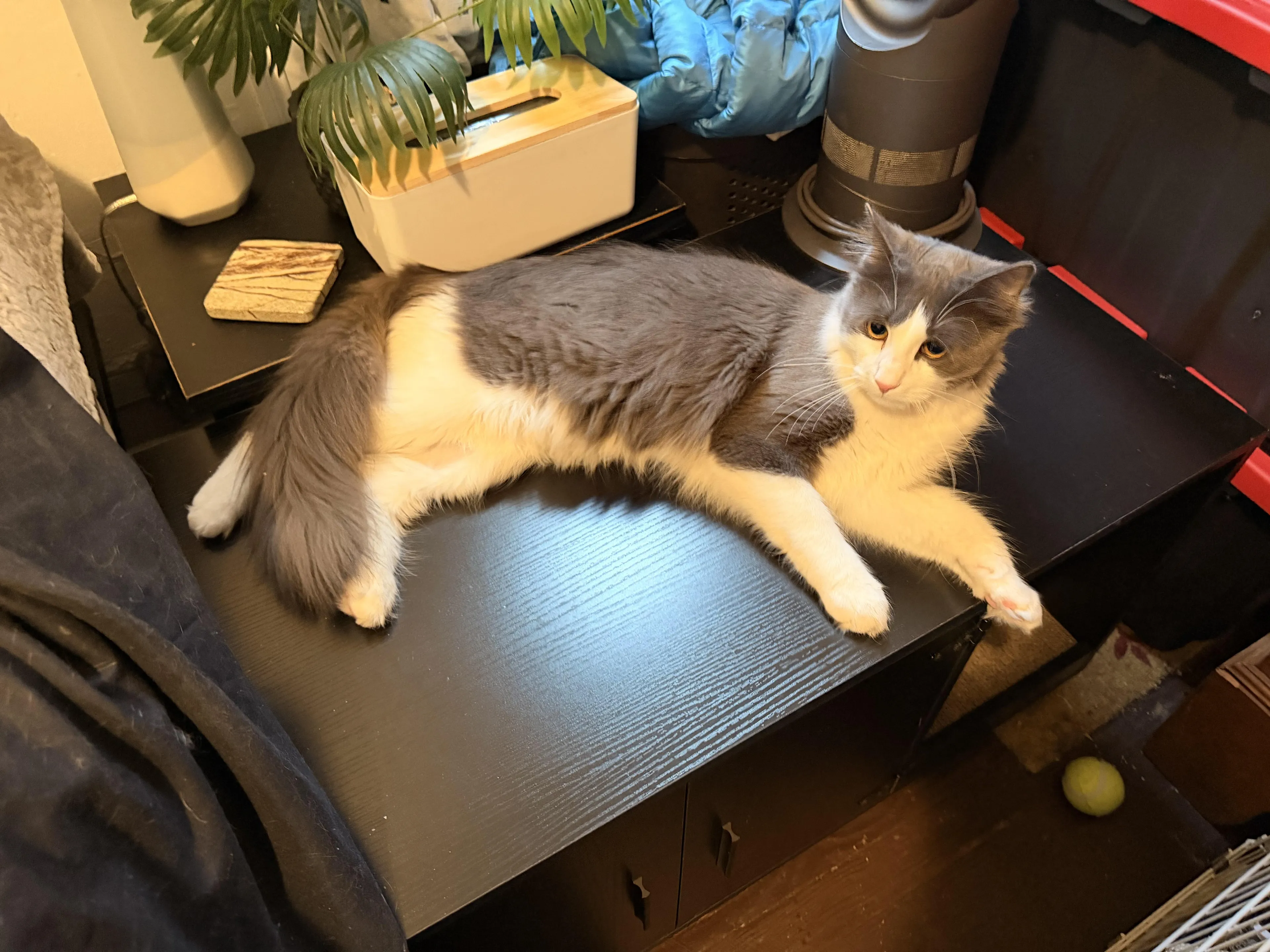 Found pet-2