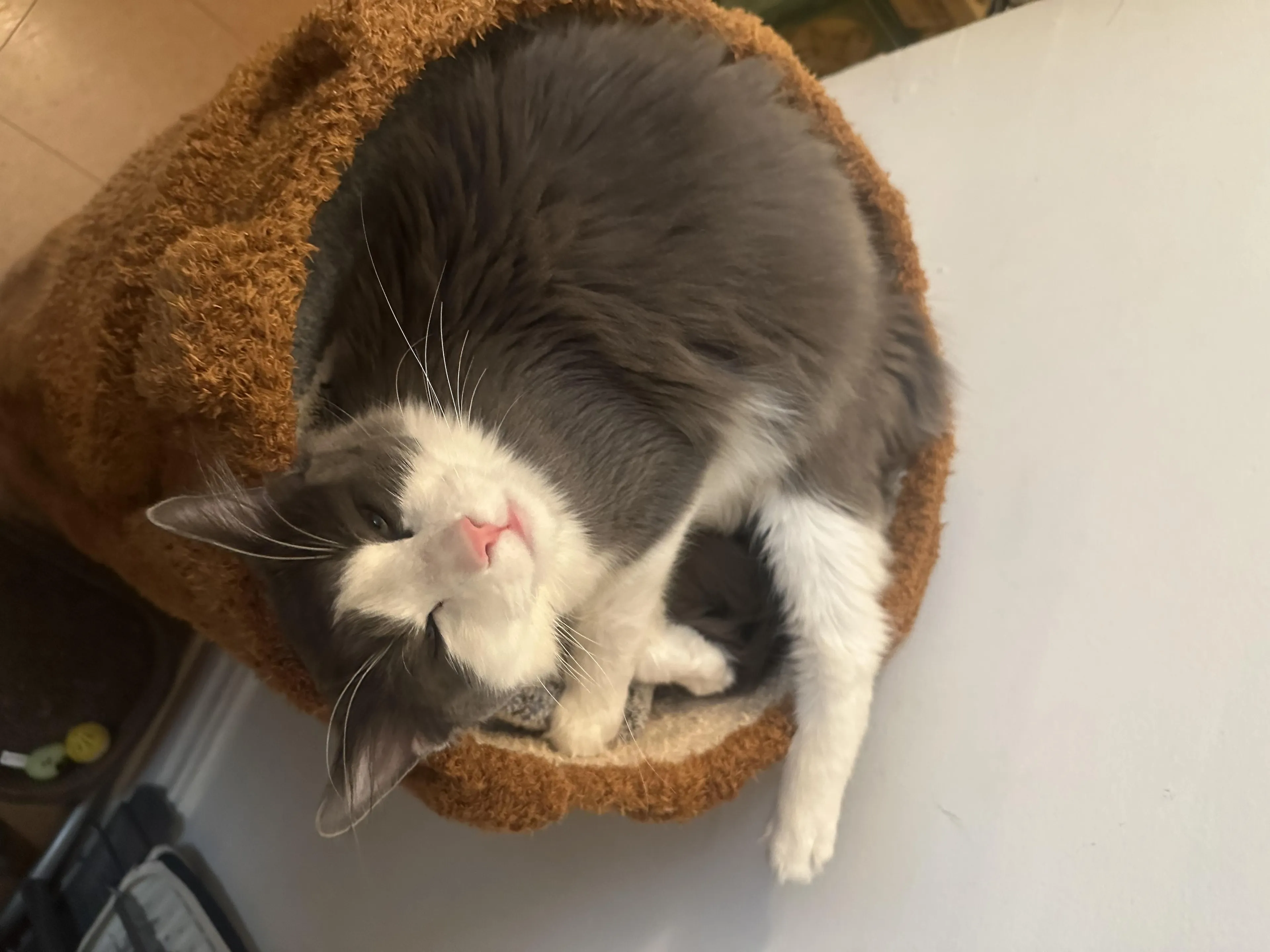 Found pet-5